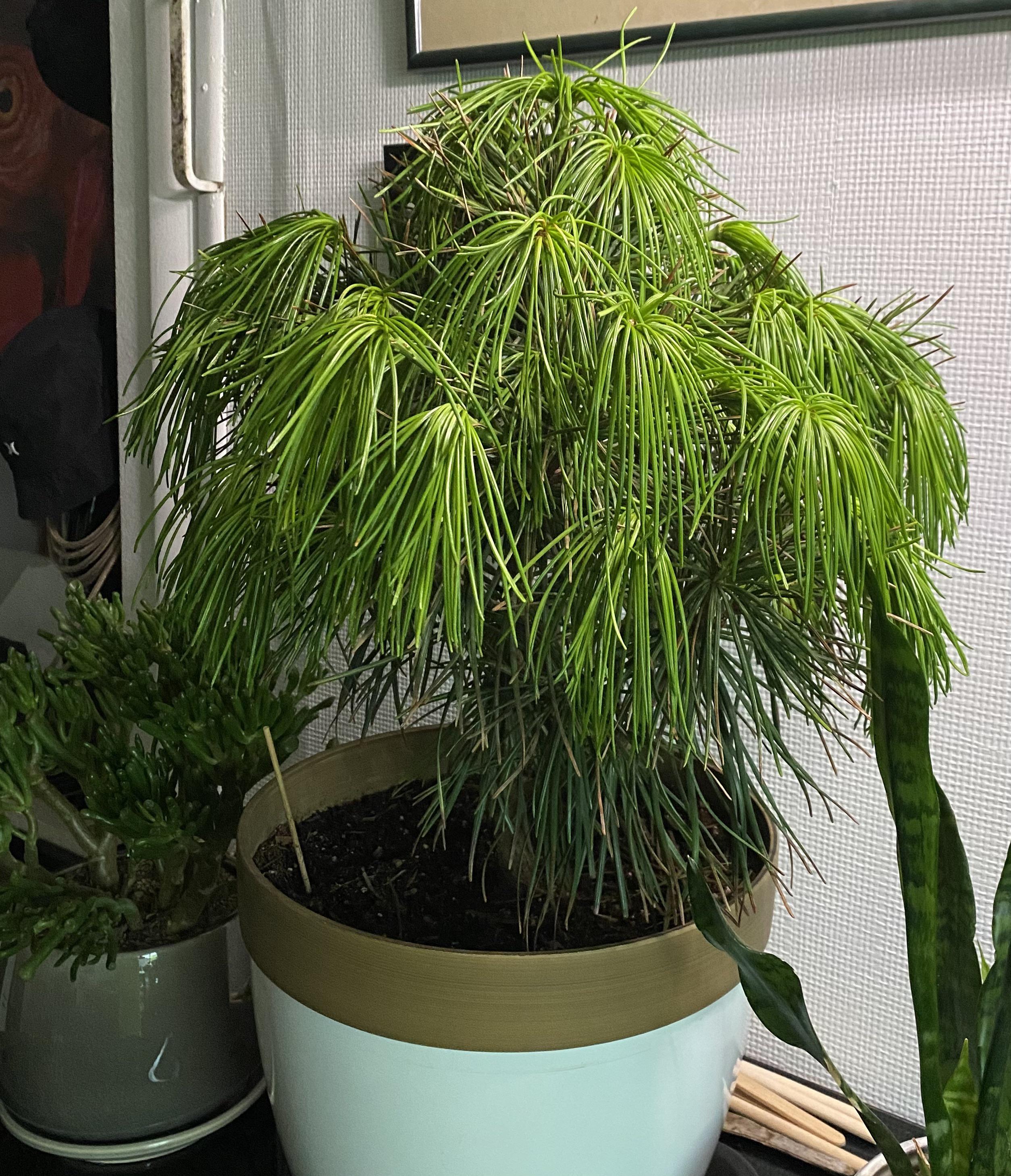 My Japanese umbrella pine has been drooping the last few days and I’m