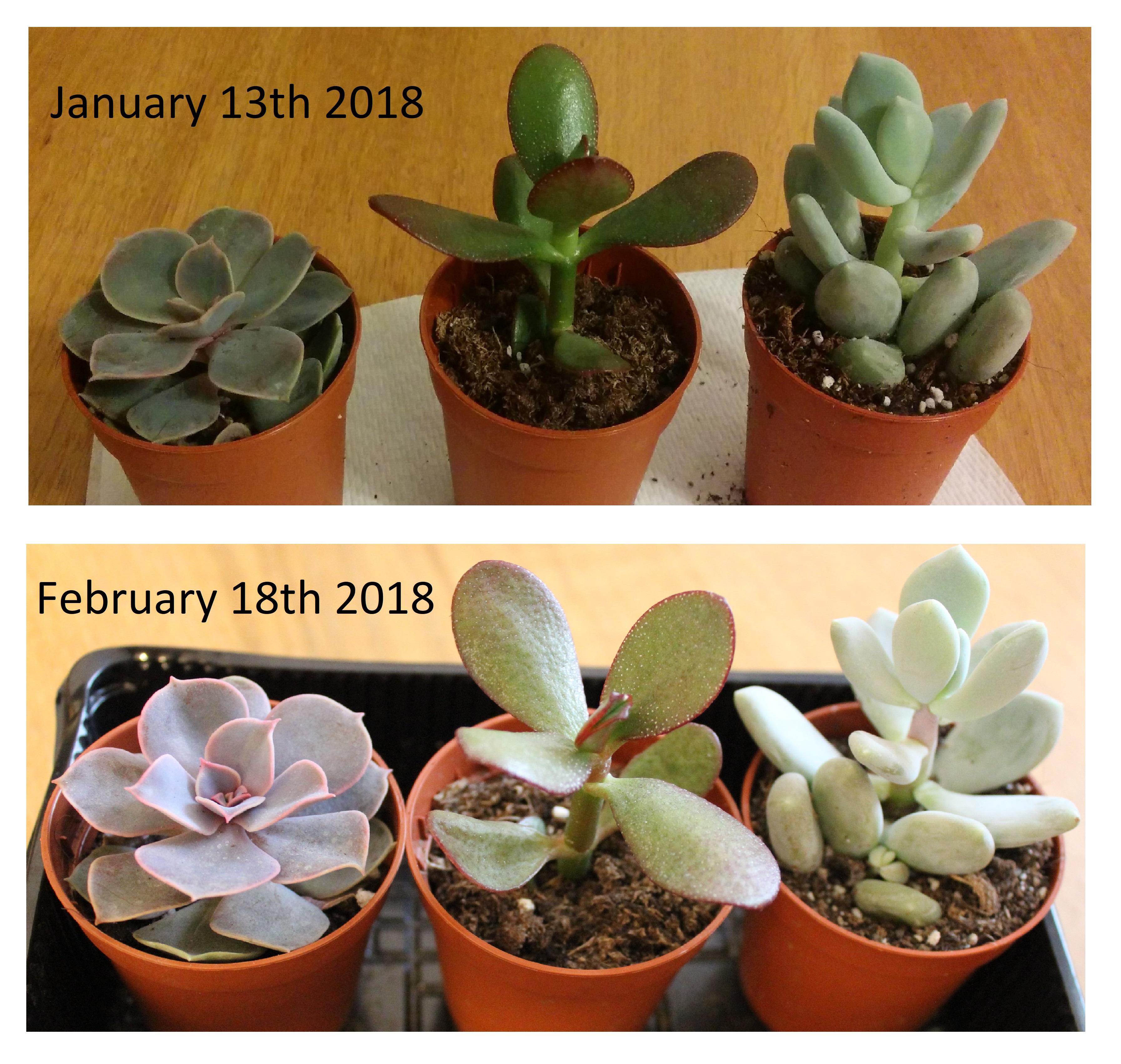 (UK) Succulent Progress of 1 month under a cheap Amazon grow light r