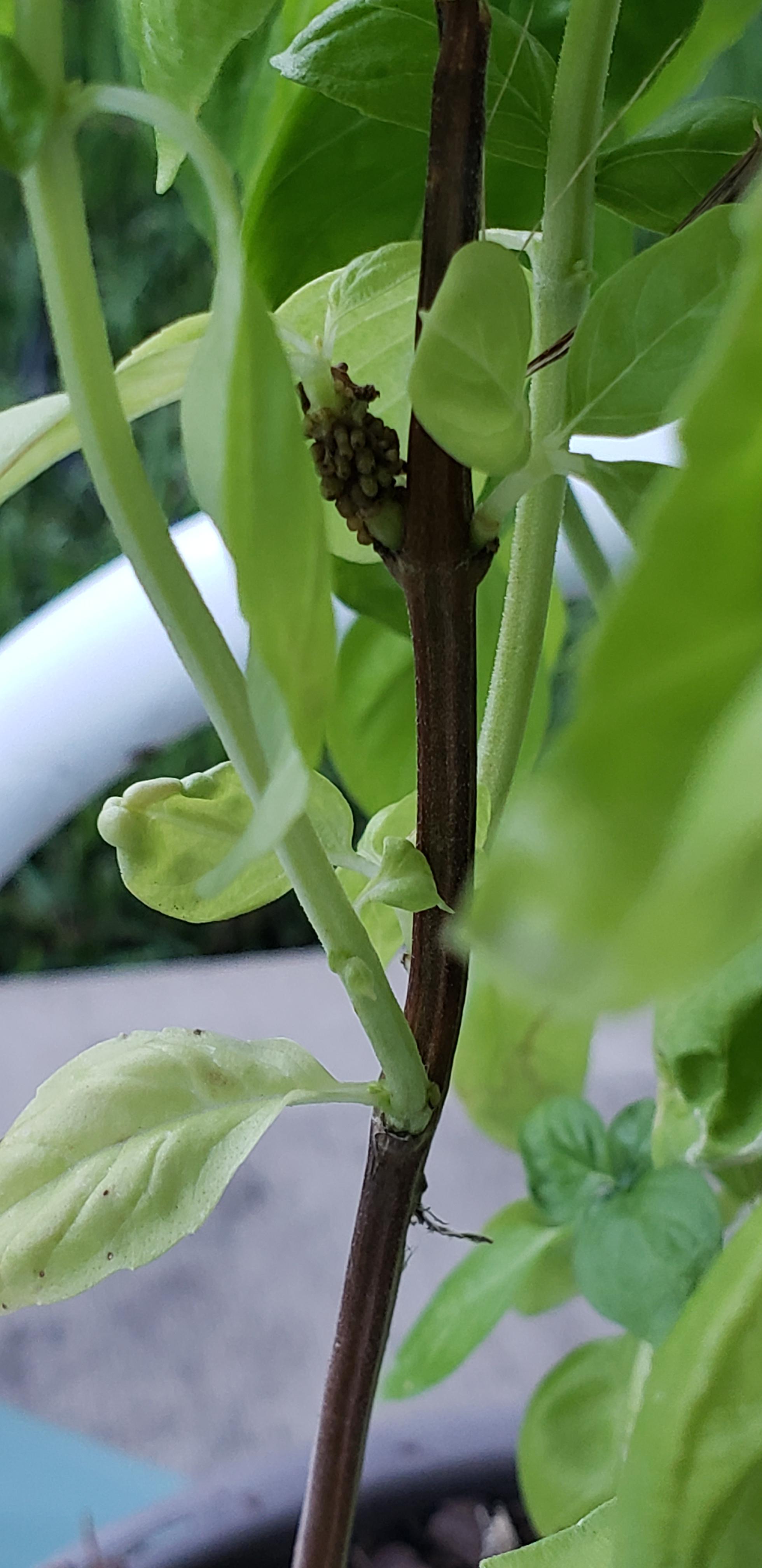 Basil leaves turning black and some of the top stems are black and dead