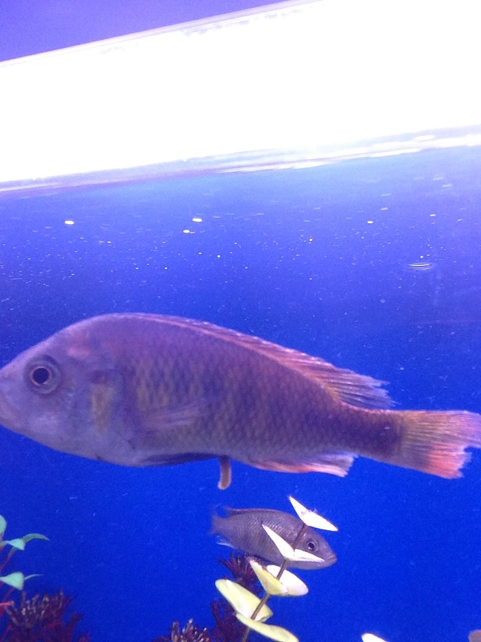 In need of advicesunken belly r/Aquariums