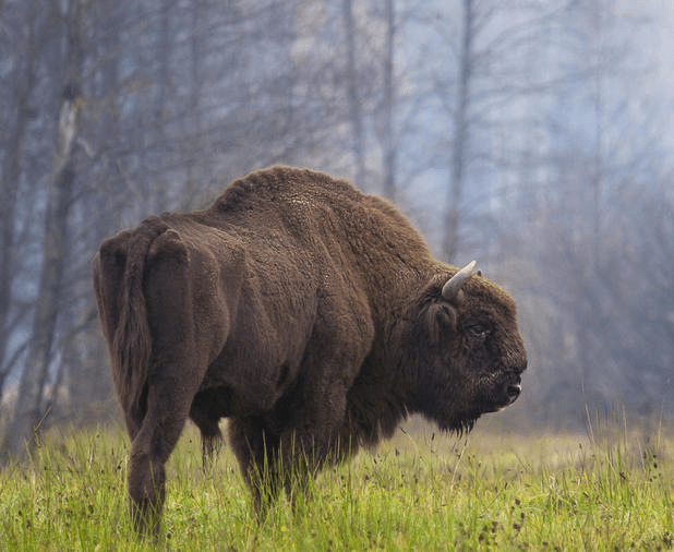 The European Bison, also known as Wisent, is the largest land mammal of