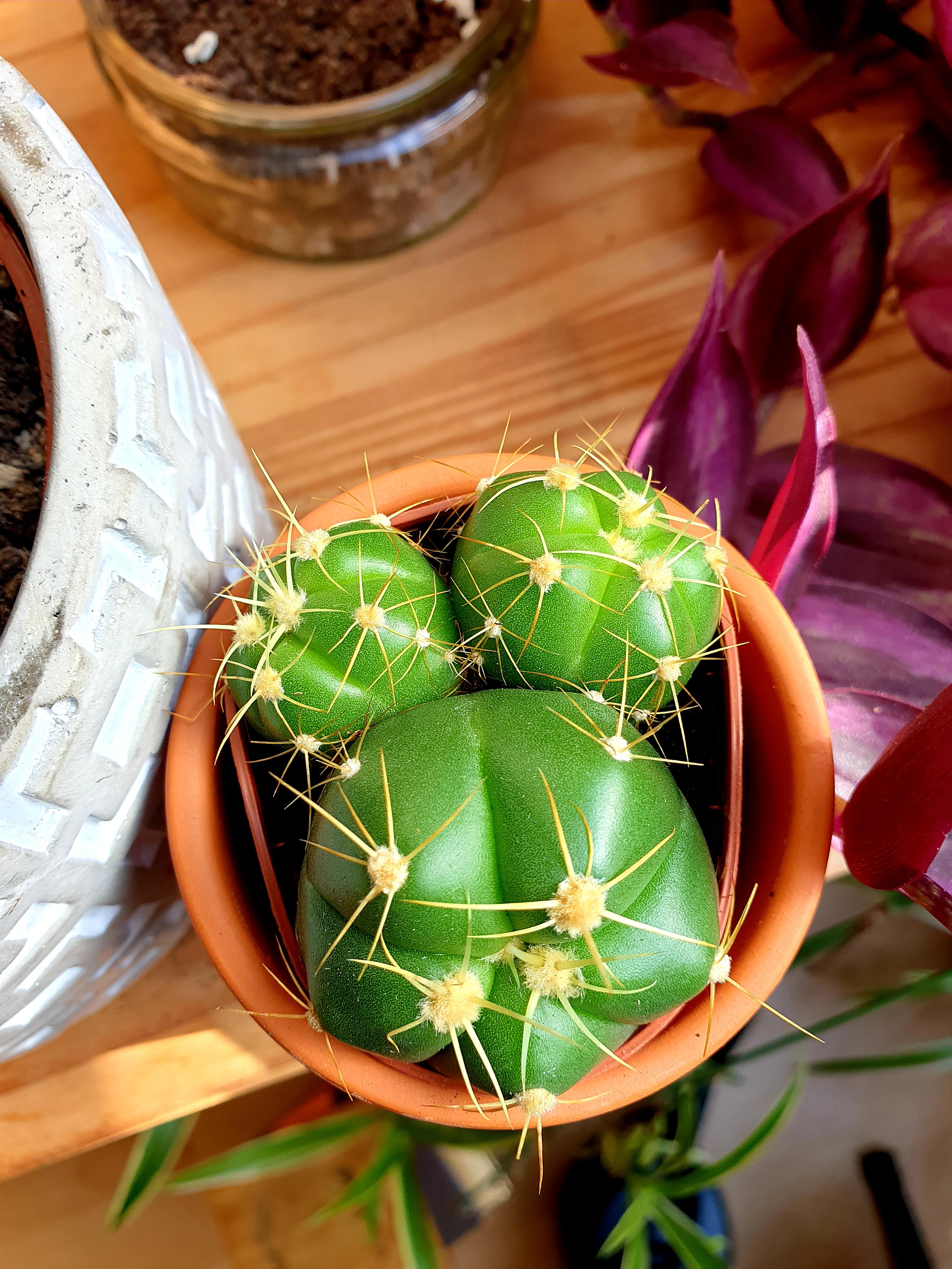 Picked this little one up yesterday, I think it may have outgrown the