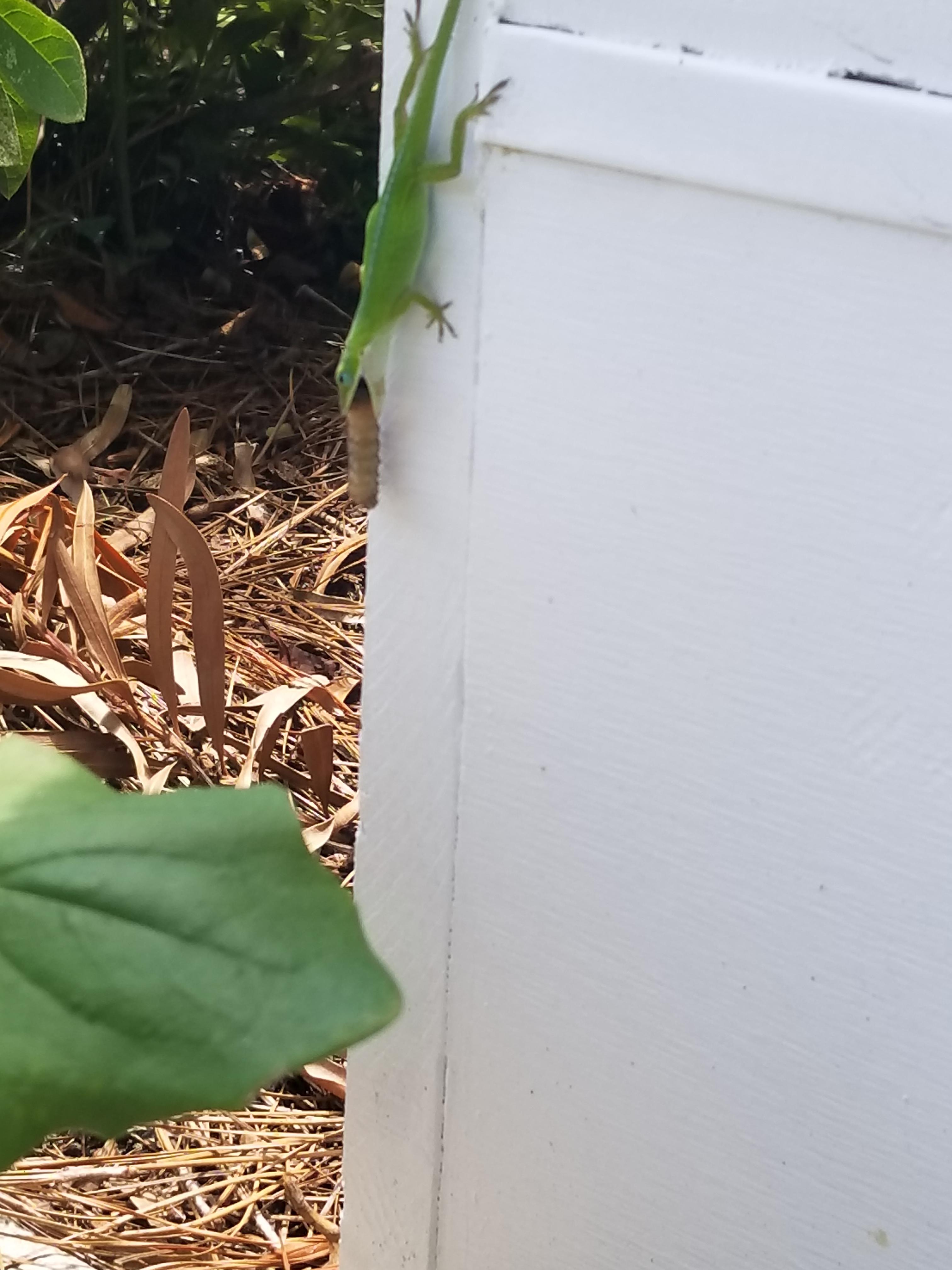 Lizard eating a Caterpillar circa my front porch an hour ago r