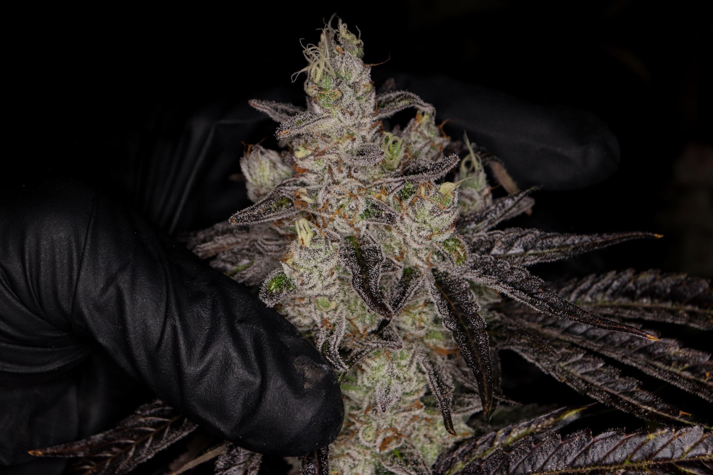 Secret Kush Mints no. 8 doing incredible this round. Grown by Bloom