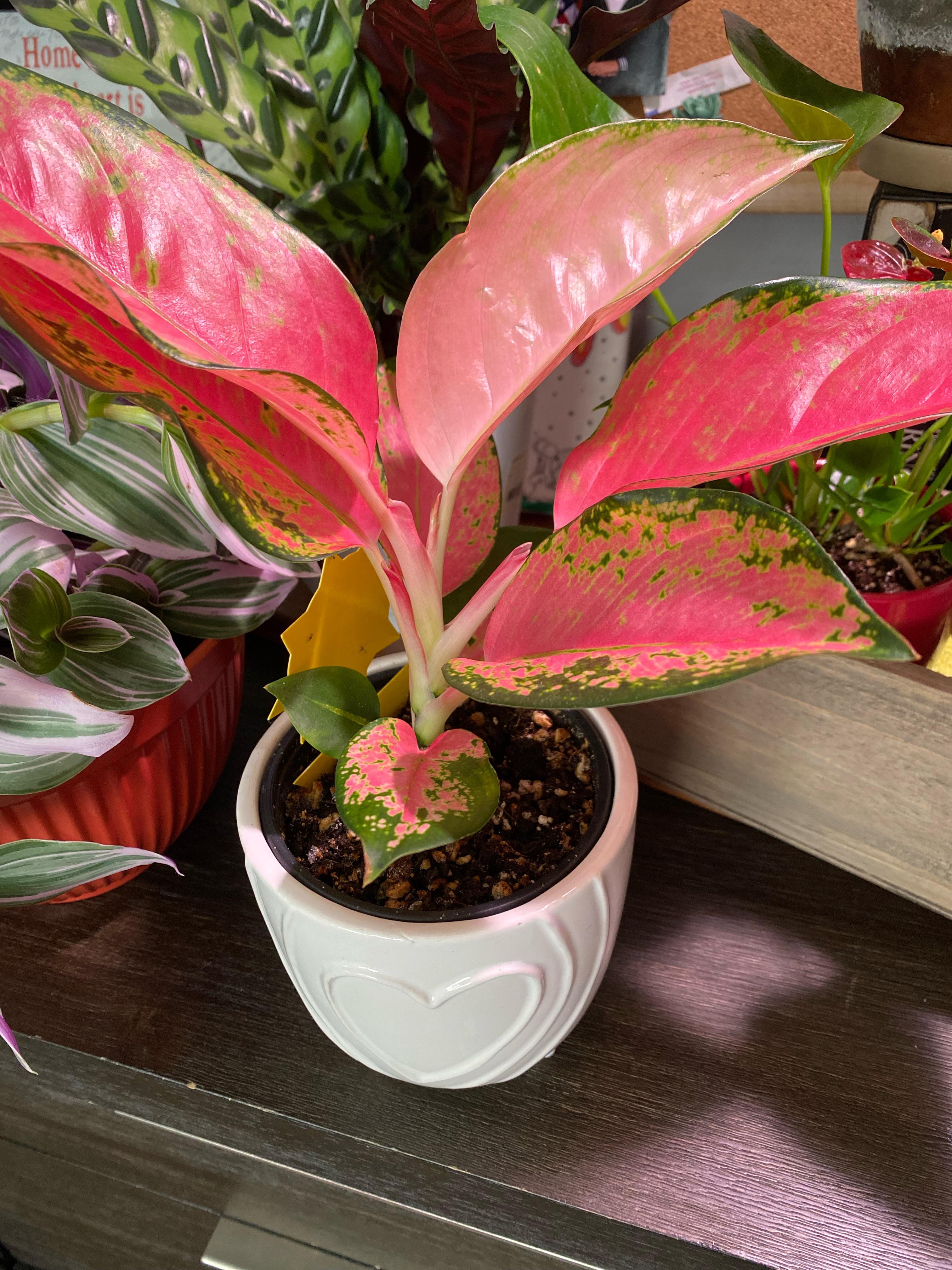 How is this pink Philippine evergreen 😍 r/houseplants