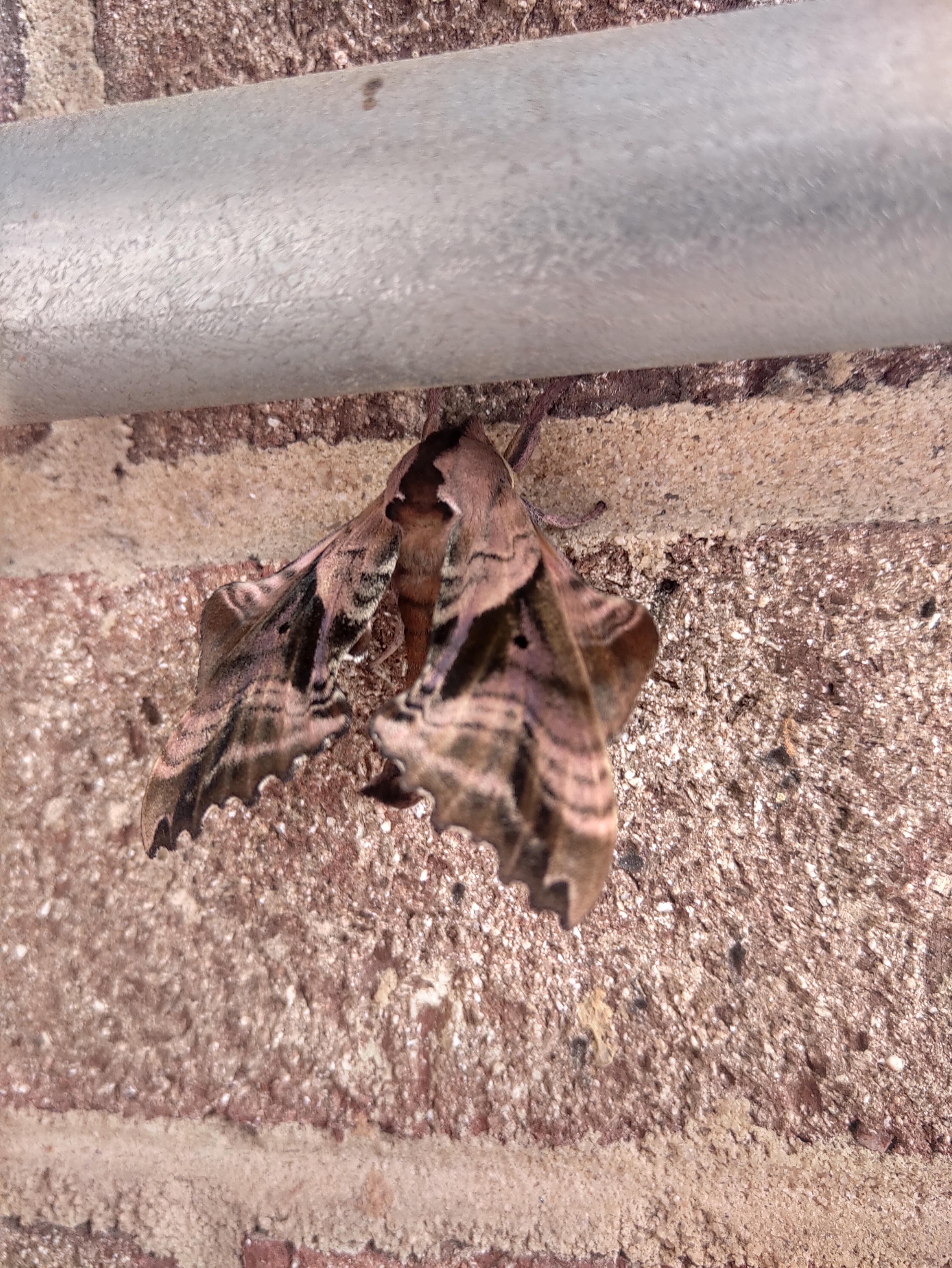 Found this pretty little moth at work this morning! It has purplish