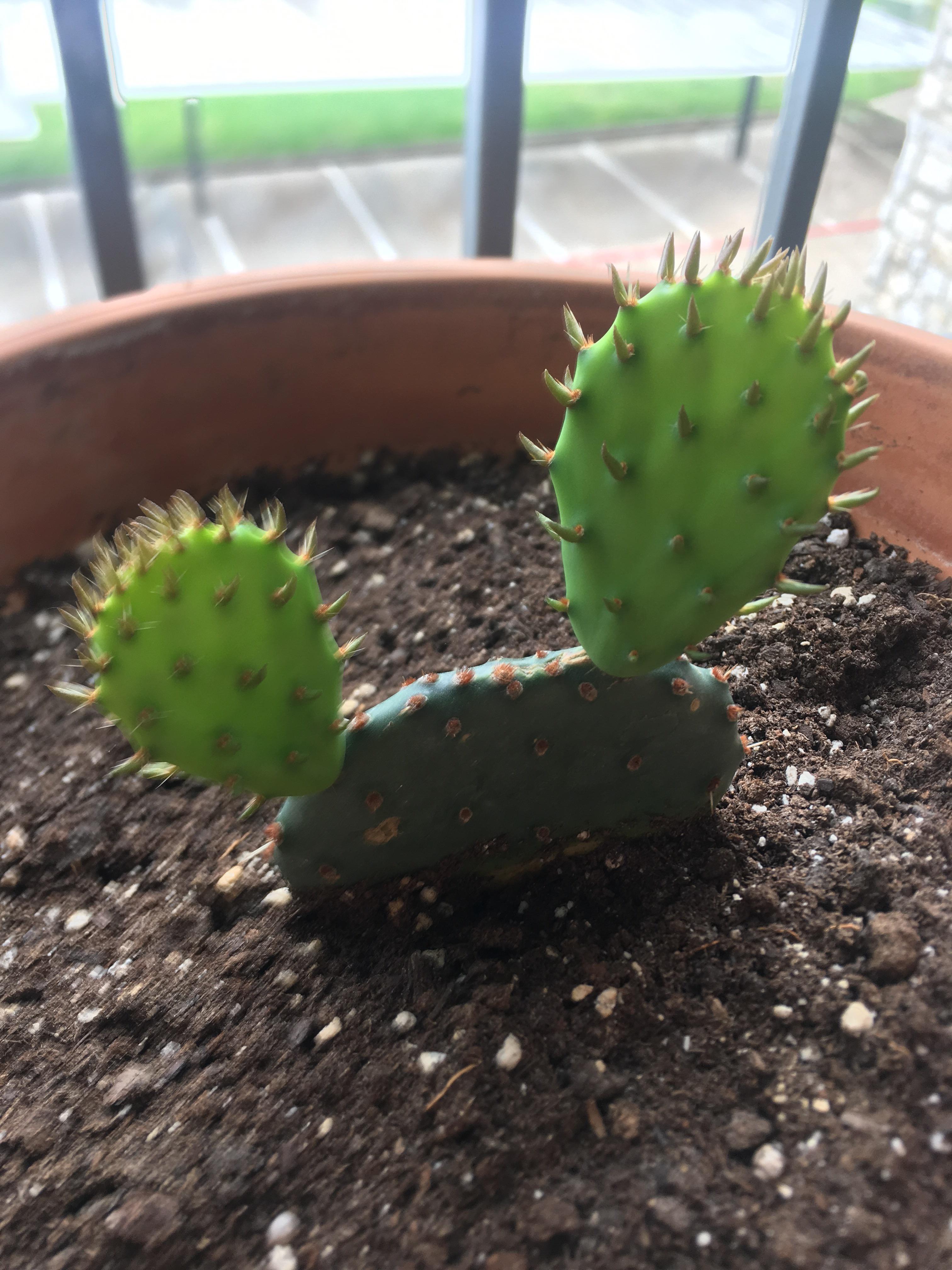 Propagated cactus from a piece that fell off another cactus. Anybody