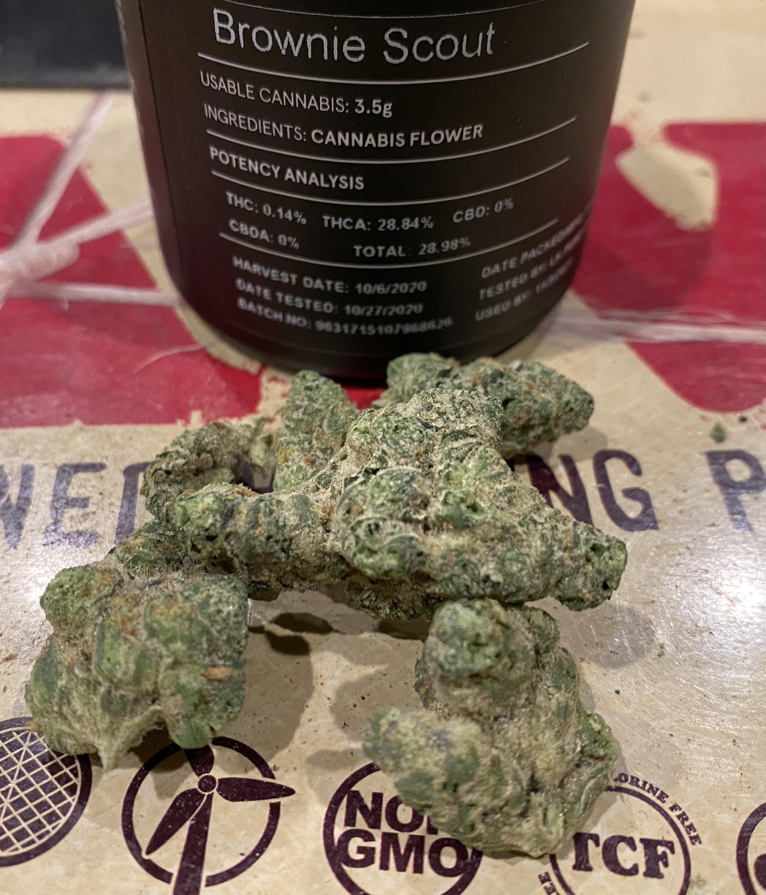 Brownie Scout Rythm r/ILTrees