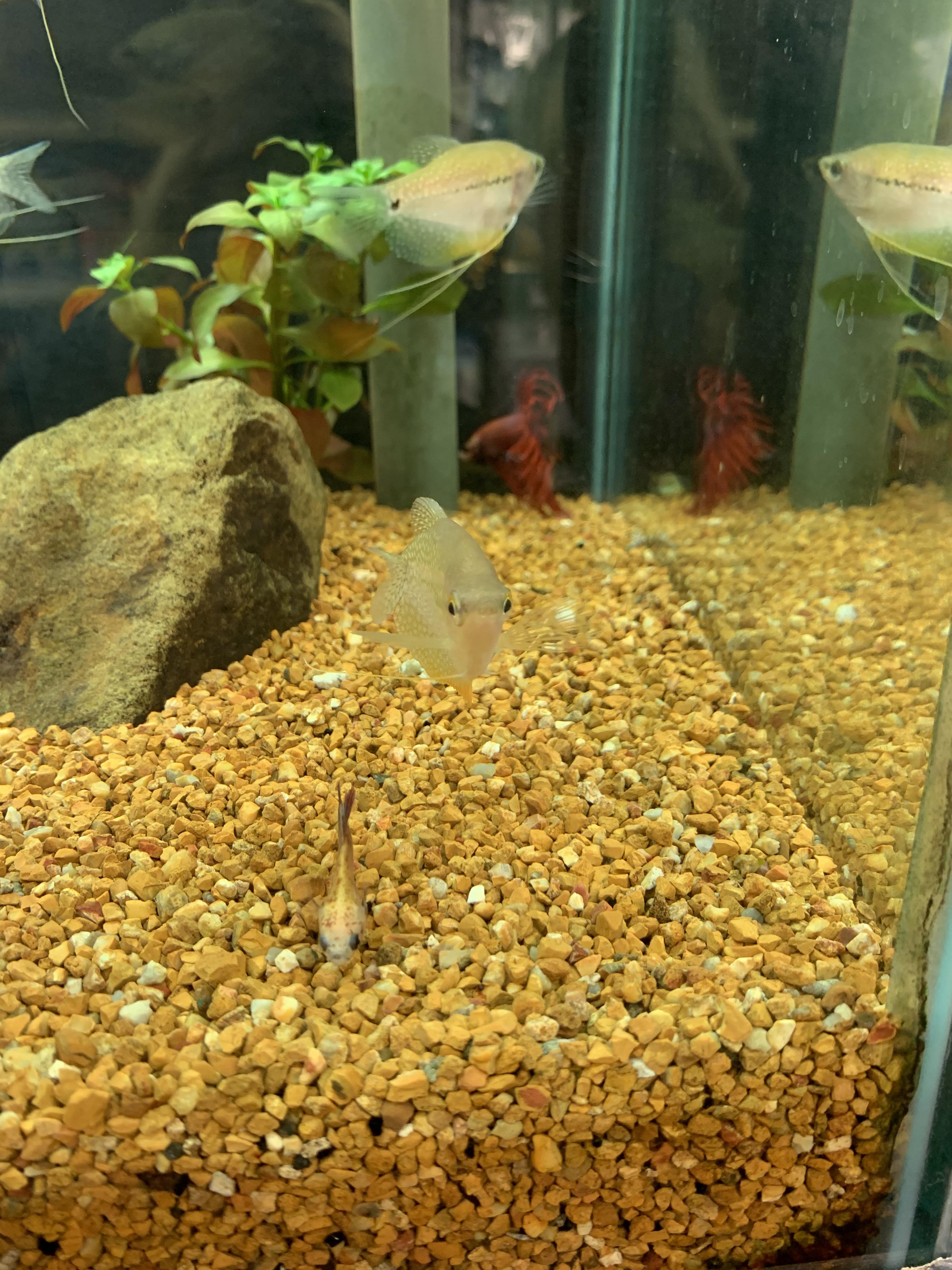 I wanted to save this poor boy yesterday but I couldn’t. I have no