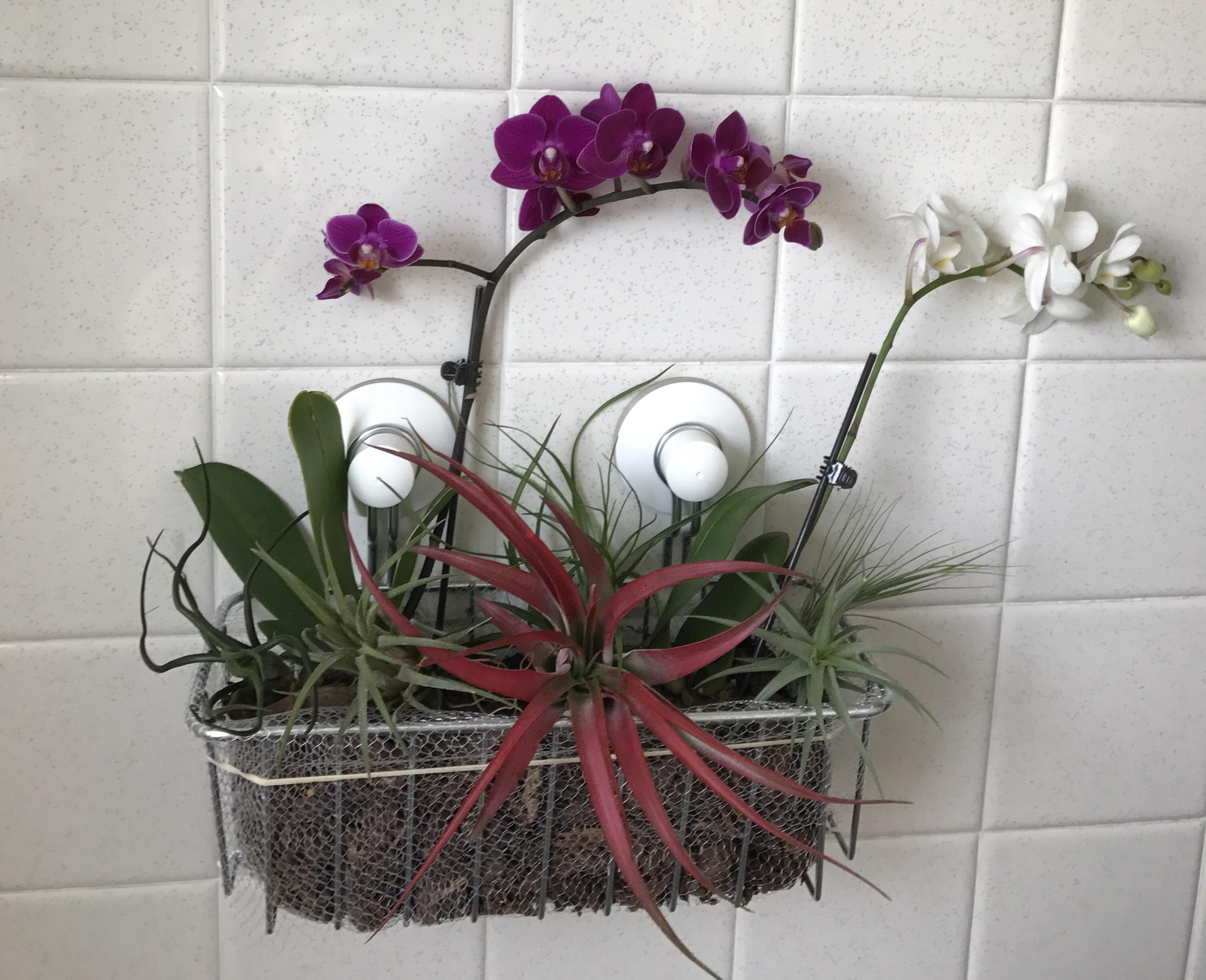 My orchid and air plant shower garden