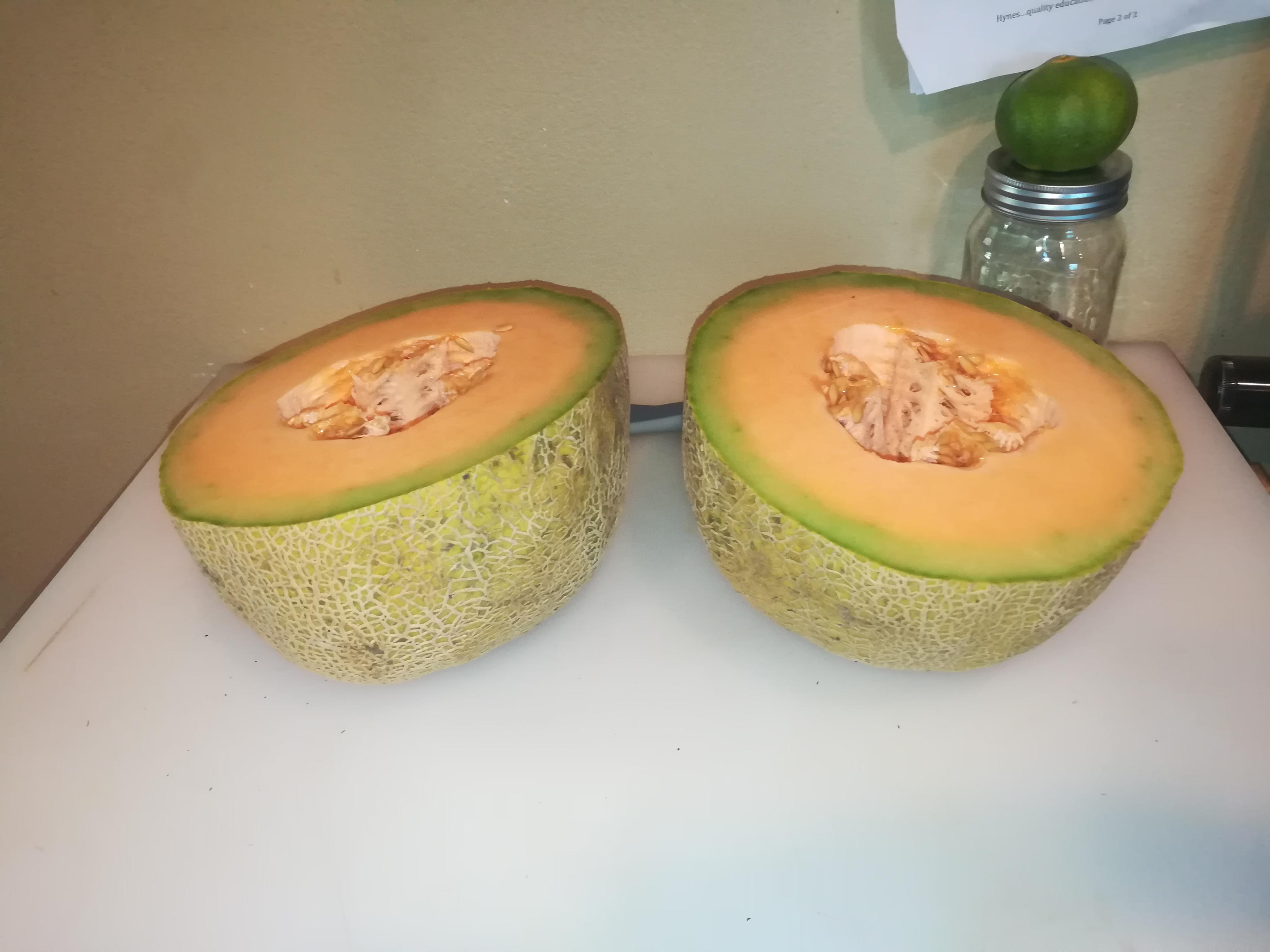 Our first perfectly ripe cantaloupe picked from our backyard! r/gardening