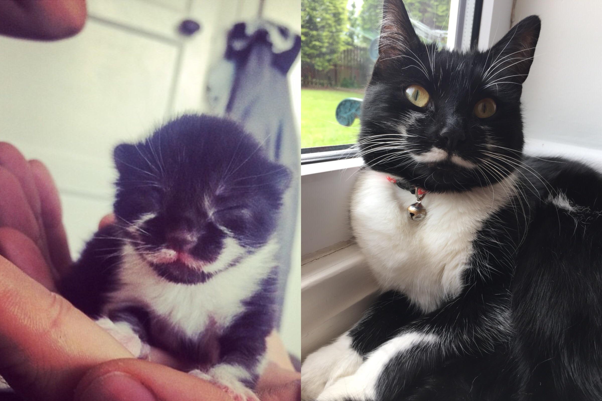 3 days old v 3 years old r/cats