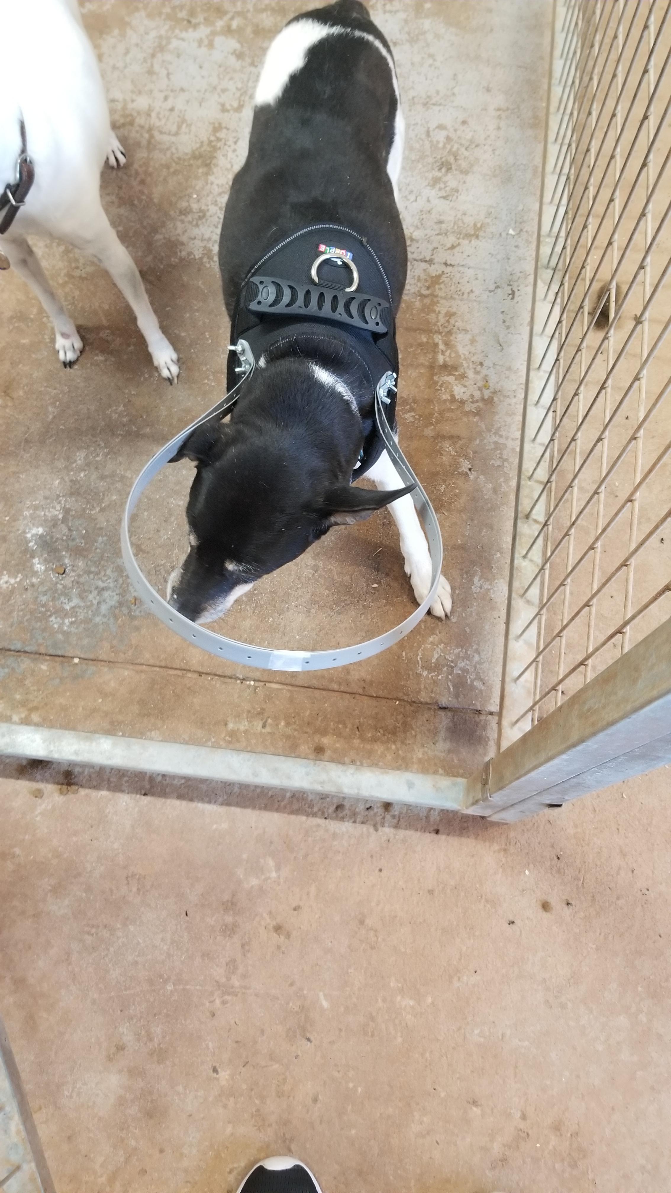 Idk if this belongs here, but I made a bumper harness for this blind