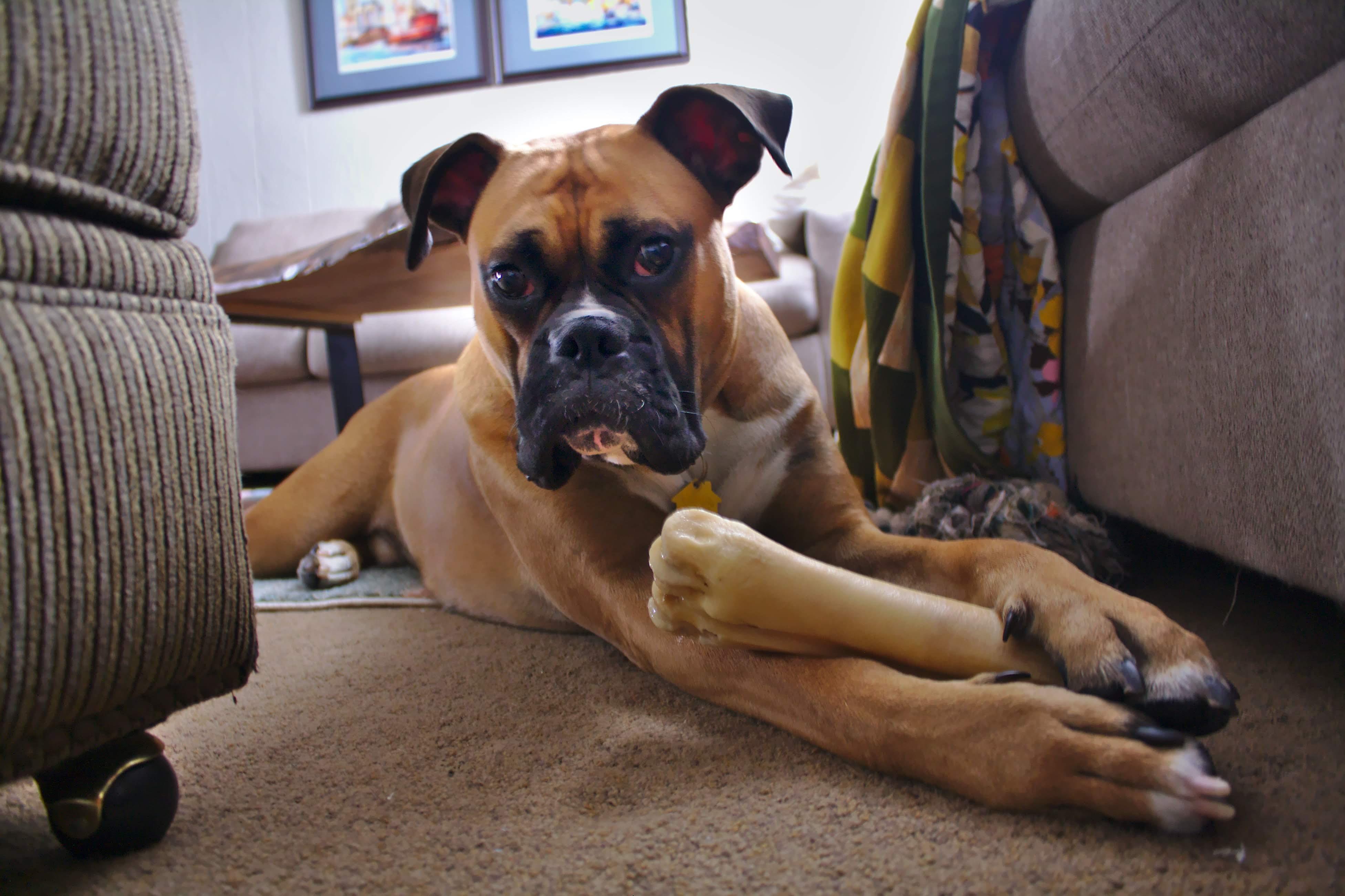 bone r/Boxer