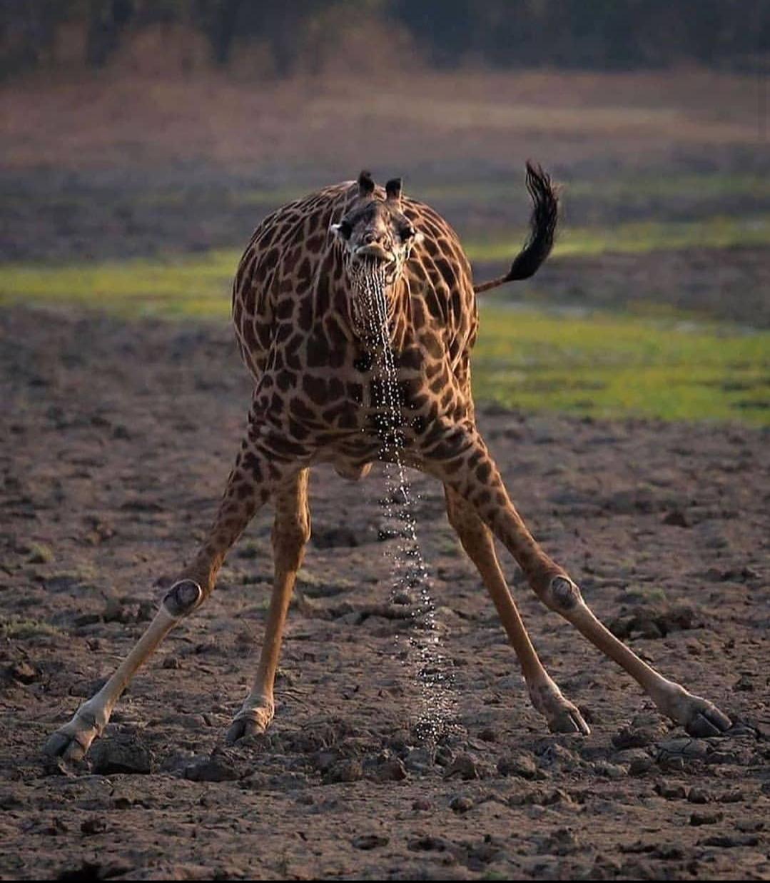 Giraffe drinking water in the most awkward way AnimalsBeingDerps