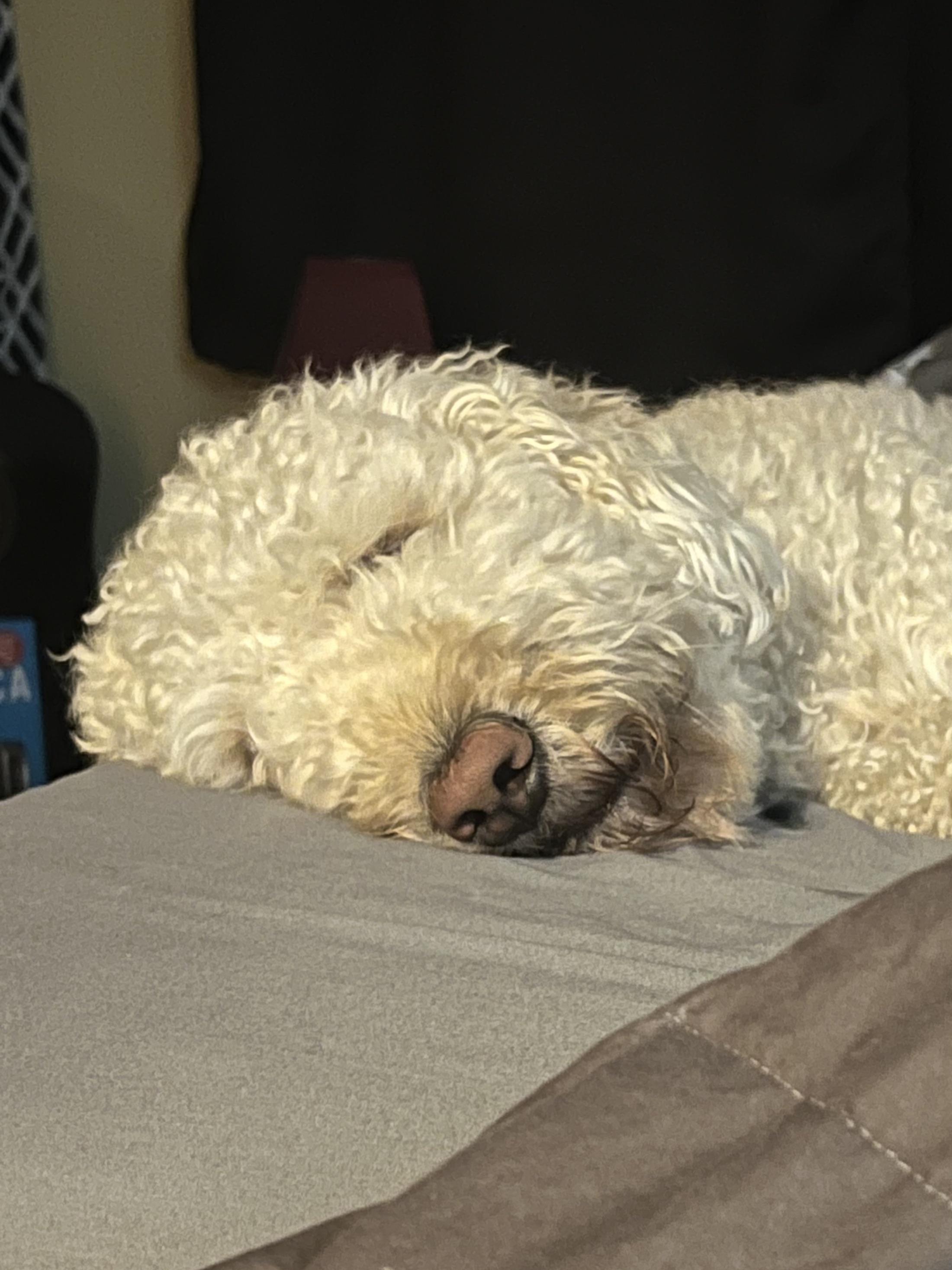 Anyone else’s Doodle grab your spot in bed as soon as you leave it? r/Goldendoodles