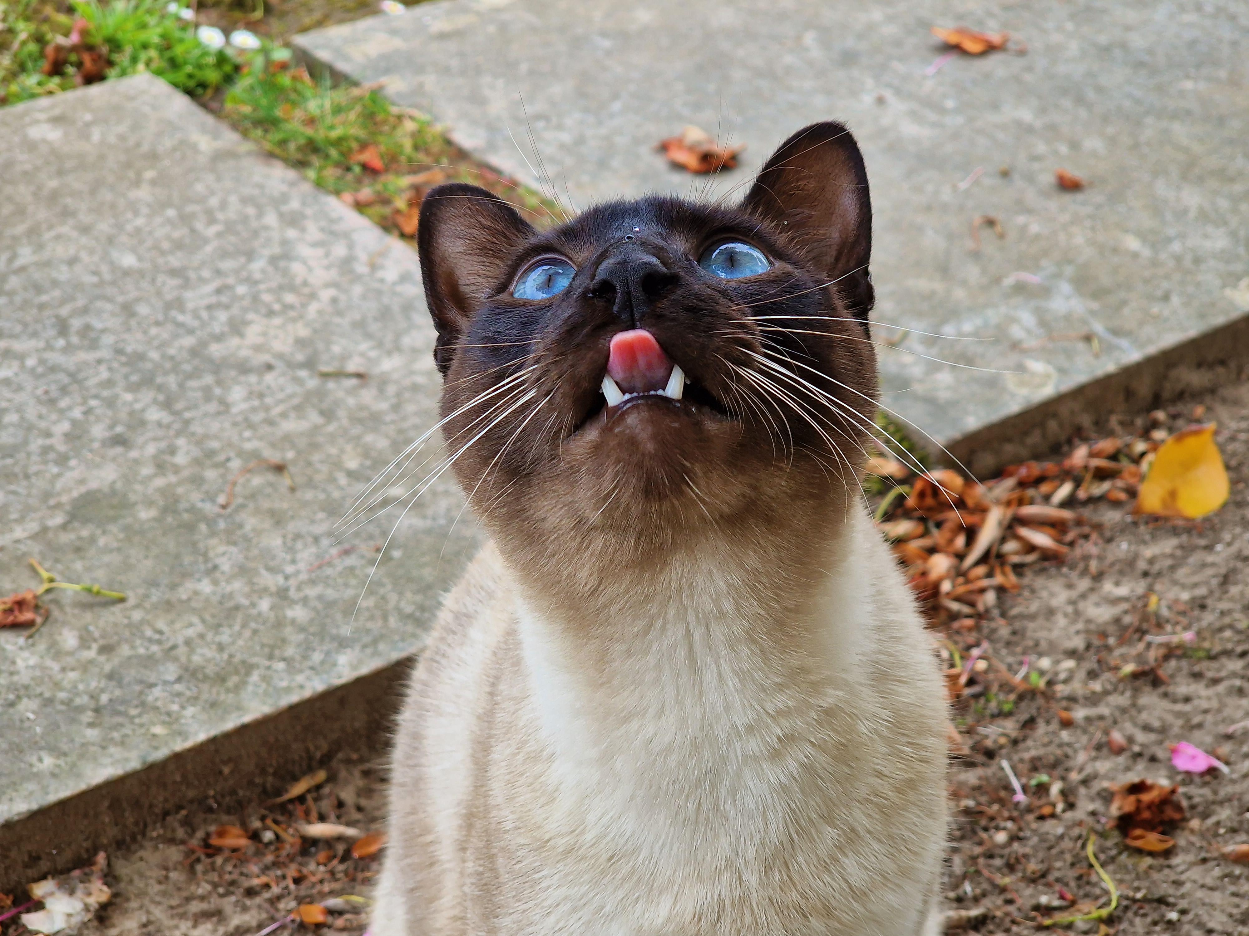 Cat licking air [OC] r/aww