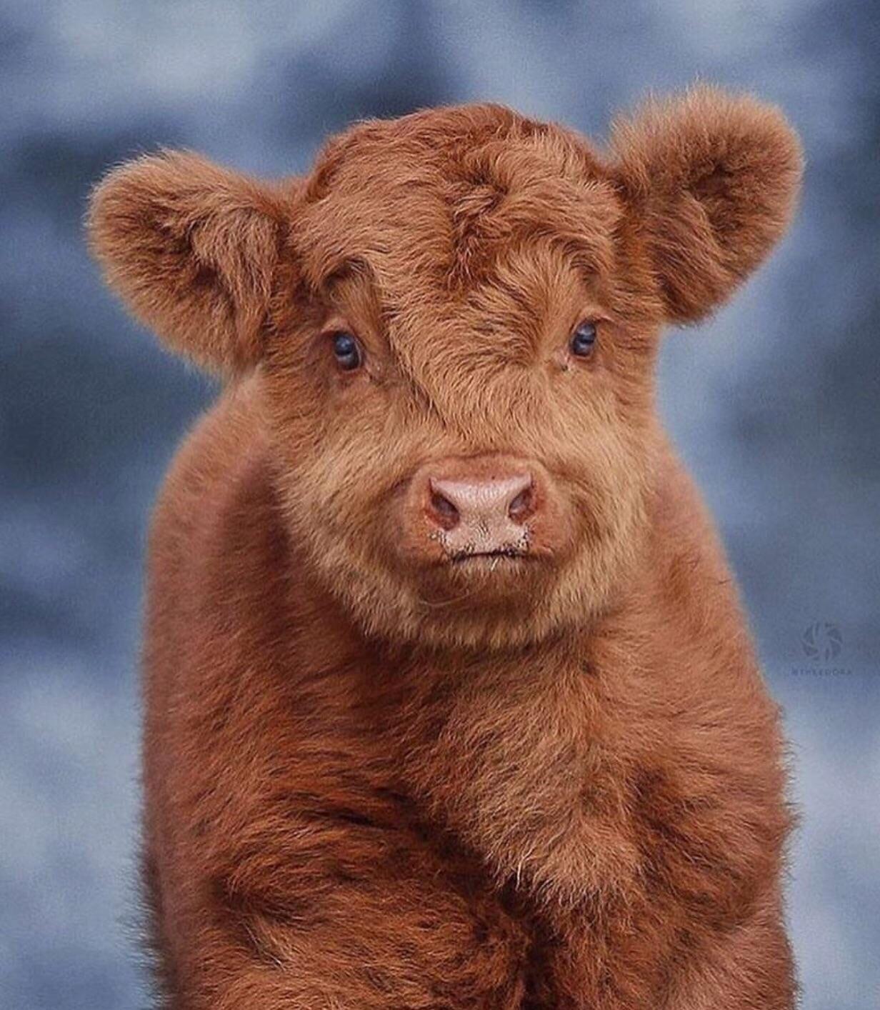 Highland Cattle Calf r/Eyebleach