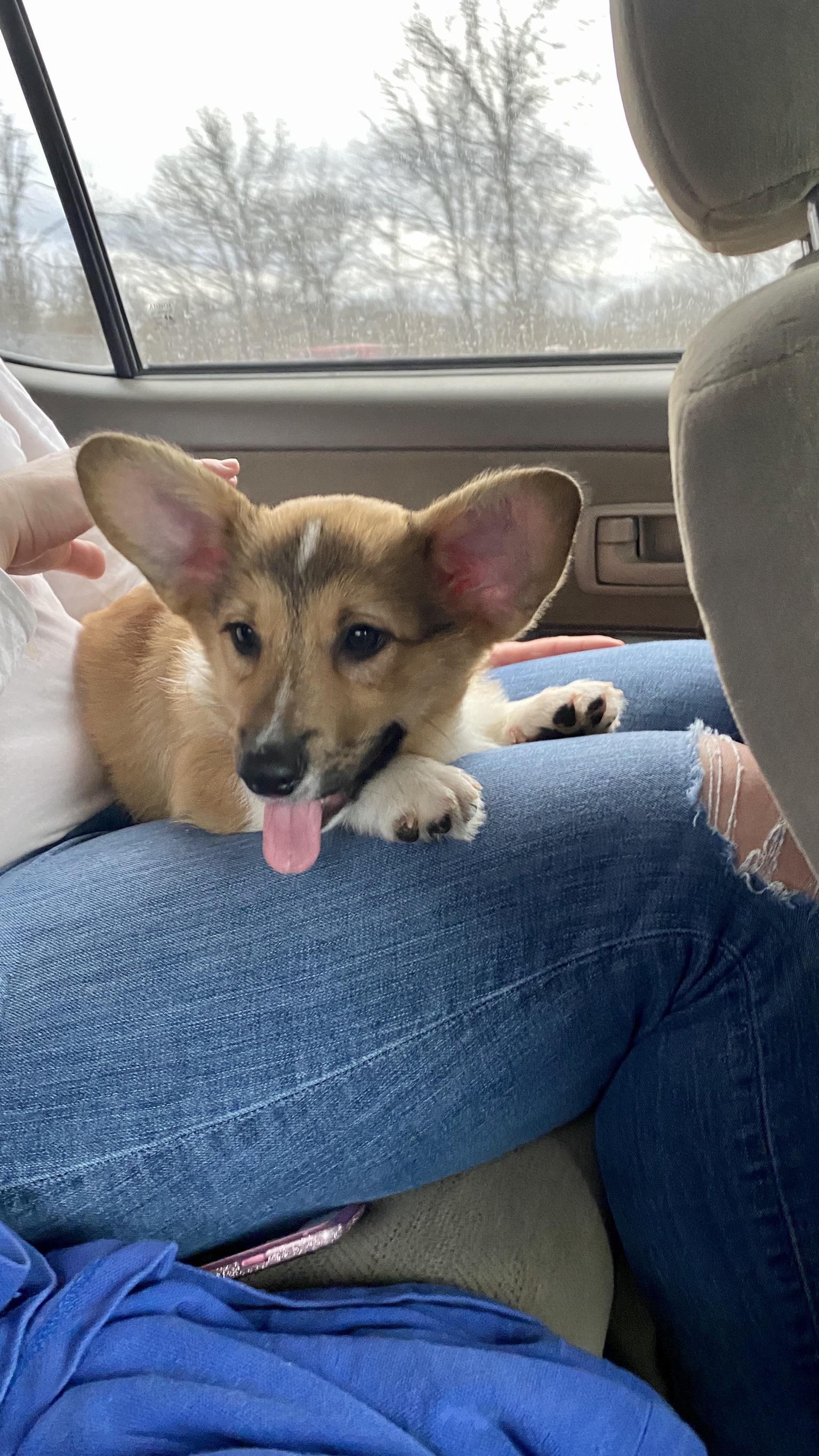 51 HQ Pictures Cardigan Puppies Indiana /