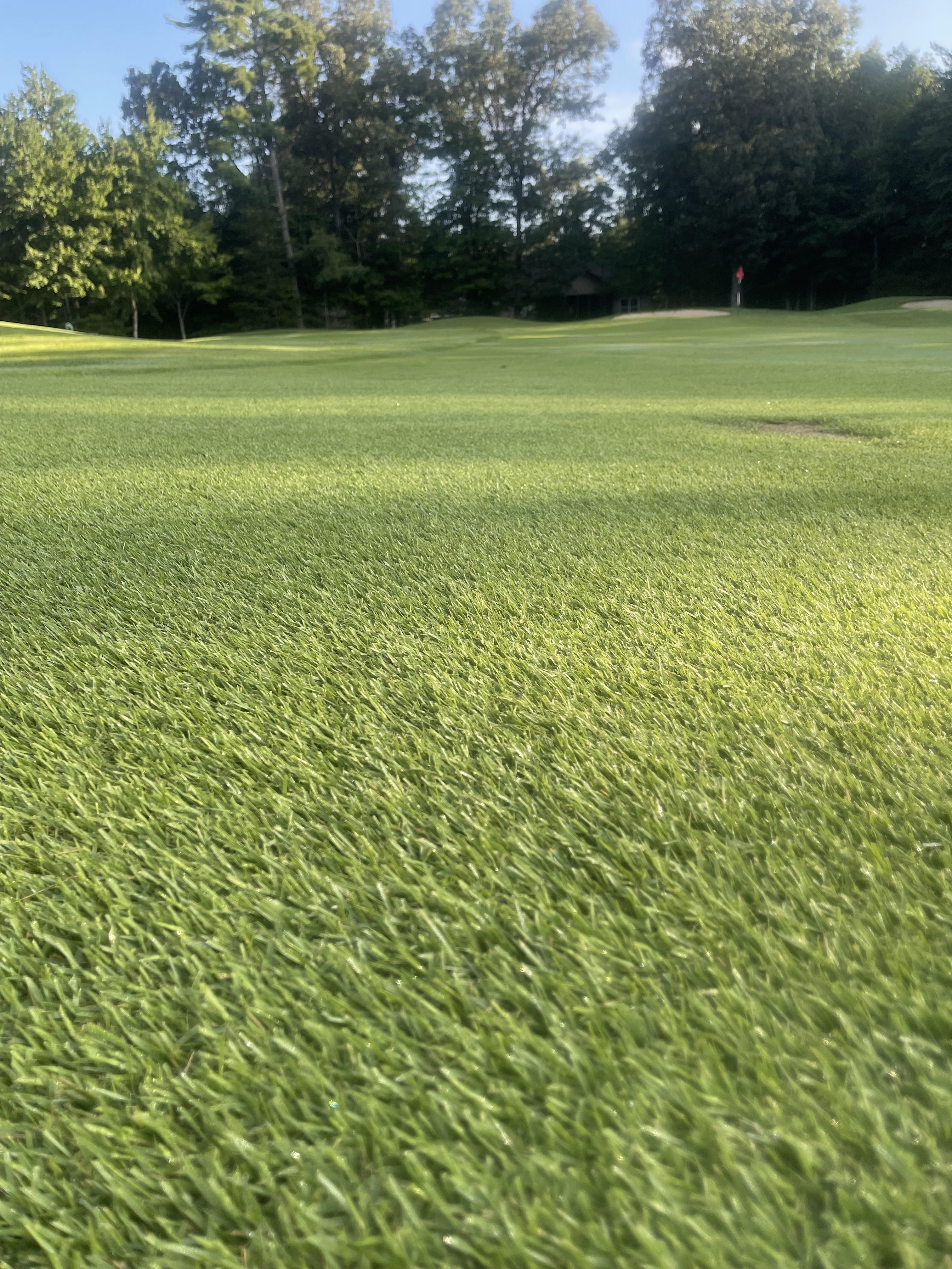 Fairway grass appreciation post. This stuff I’m playing on honestly is