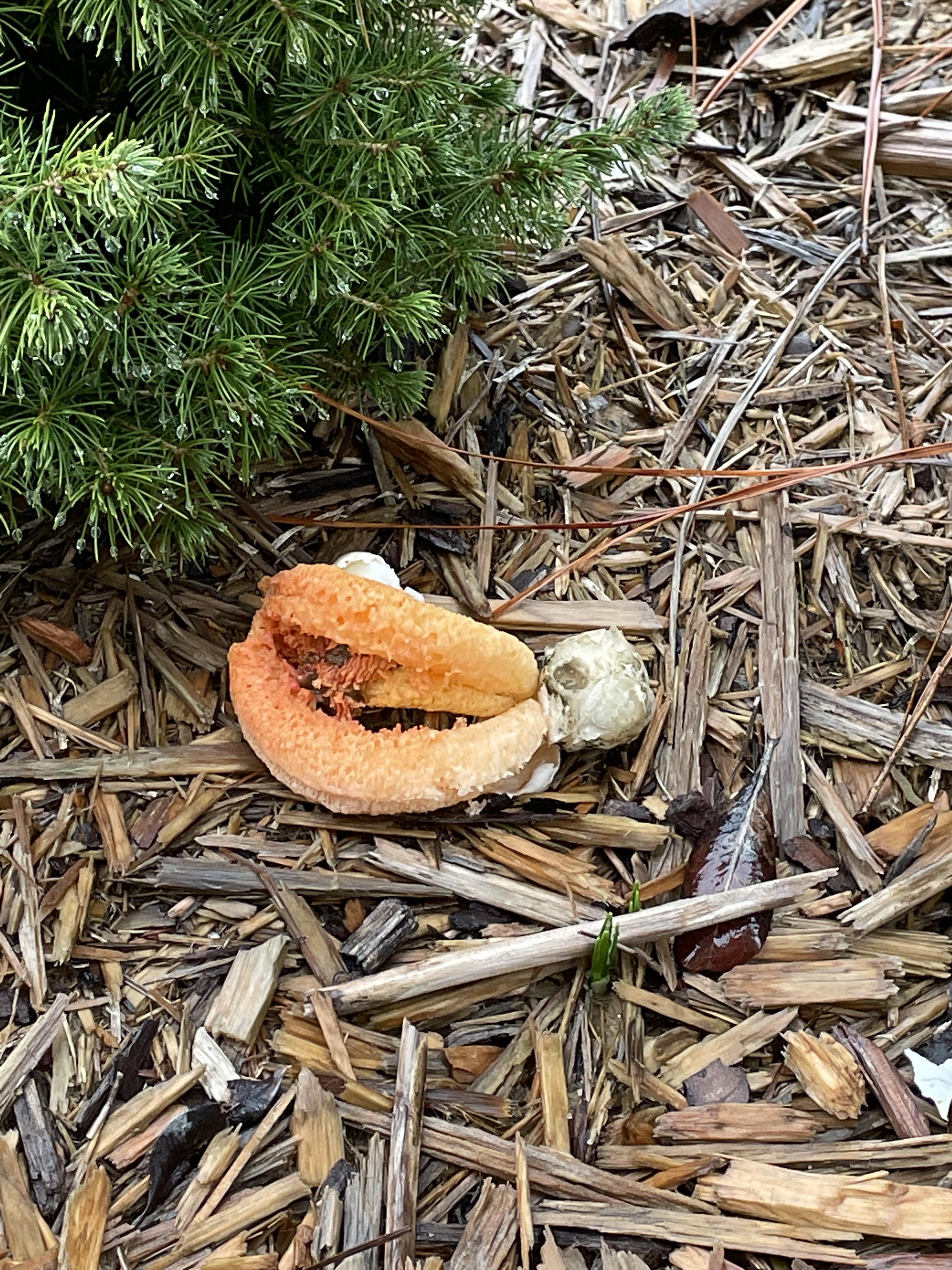 Can anyone tell me what this is? Appeared in my flower bed after a few
