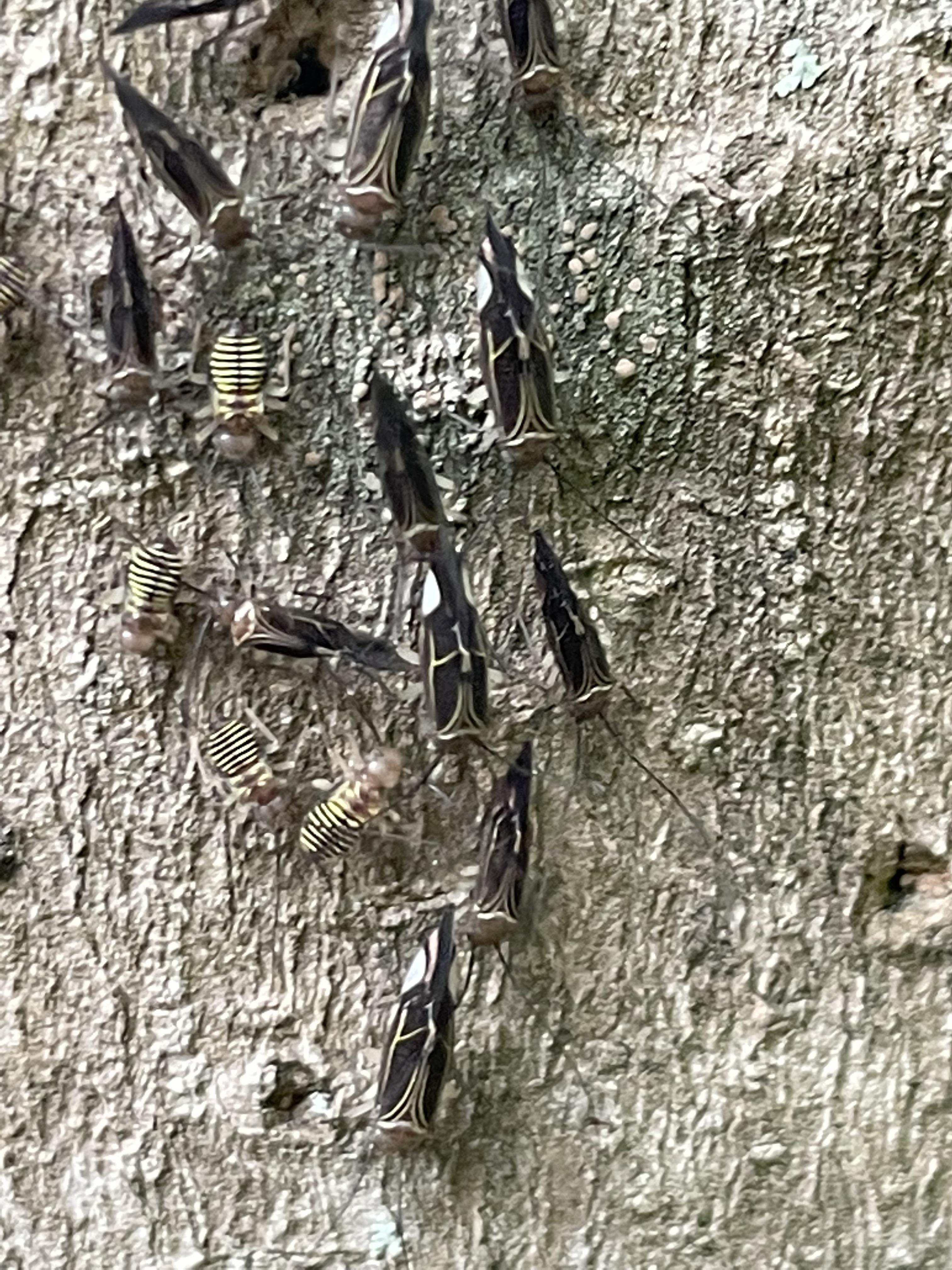 Can anyone identify the bugs (maybe 2 bugs?) I found in a cluster on my
