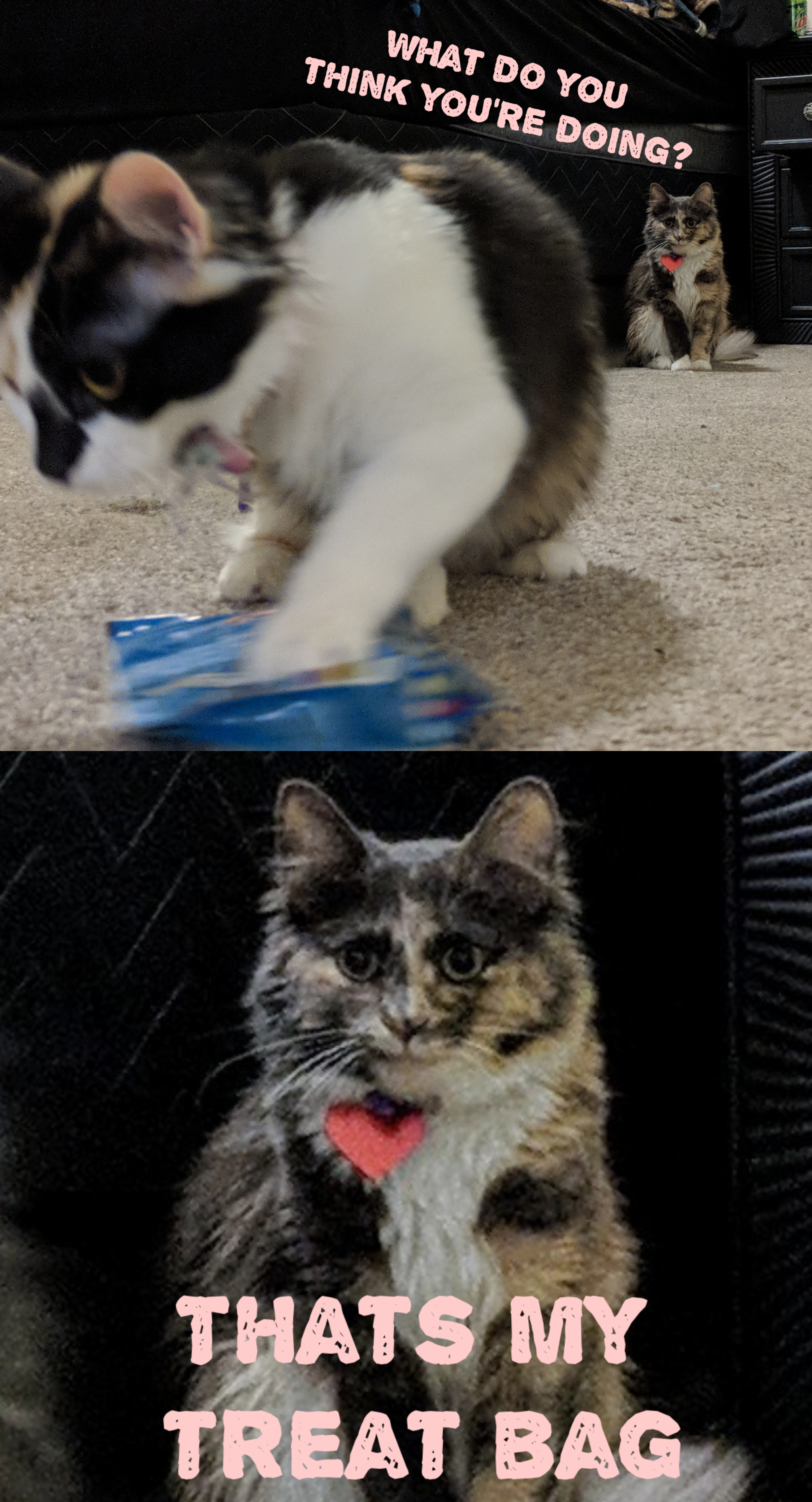 My cat doesn't like sharing r/Catmemes