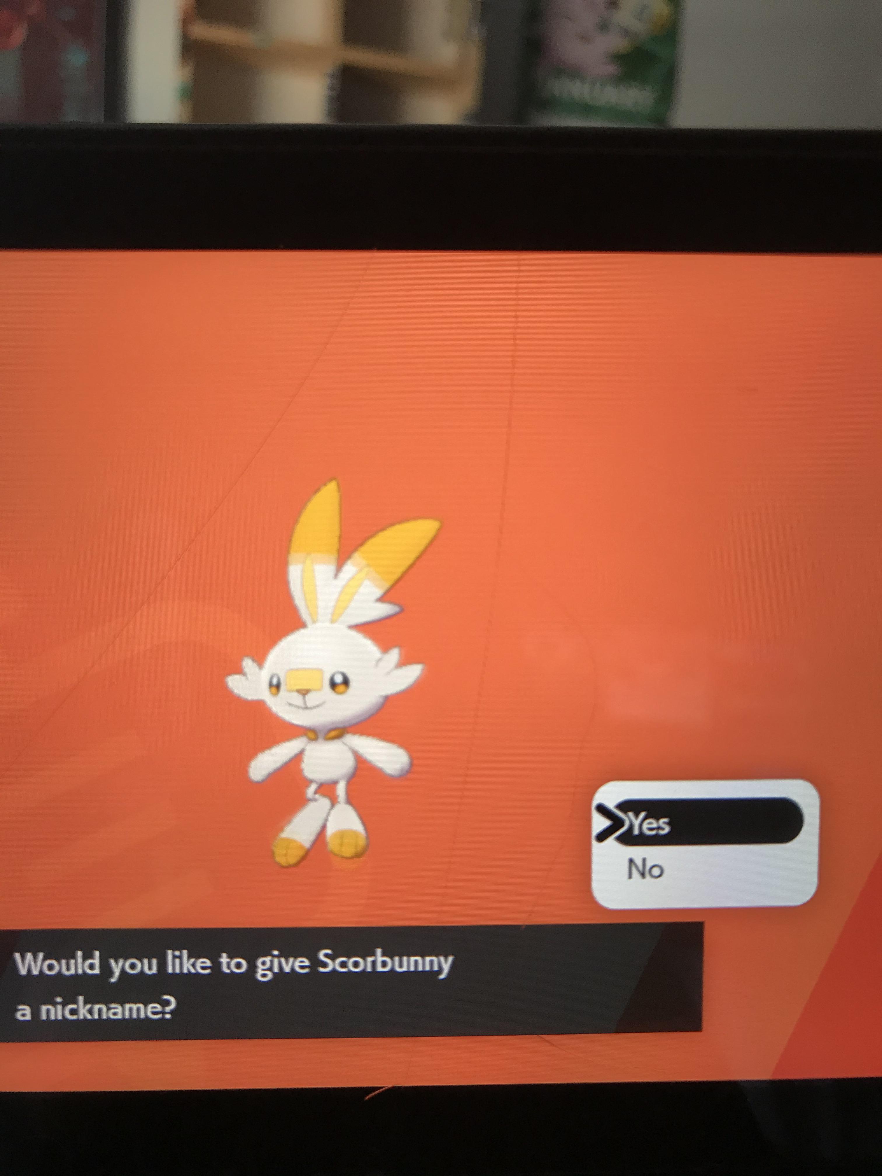 [8] My first shiny in Sword and Shield after getting the shiny charm