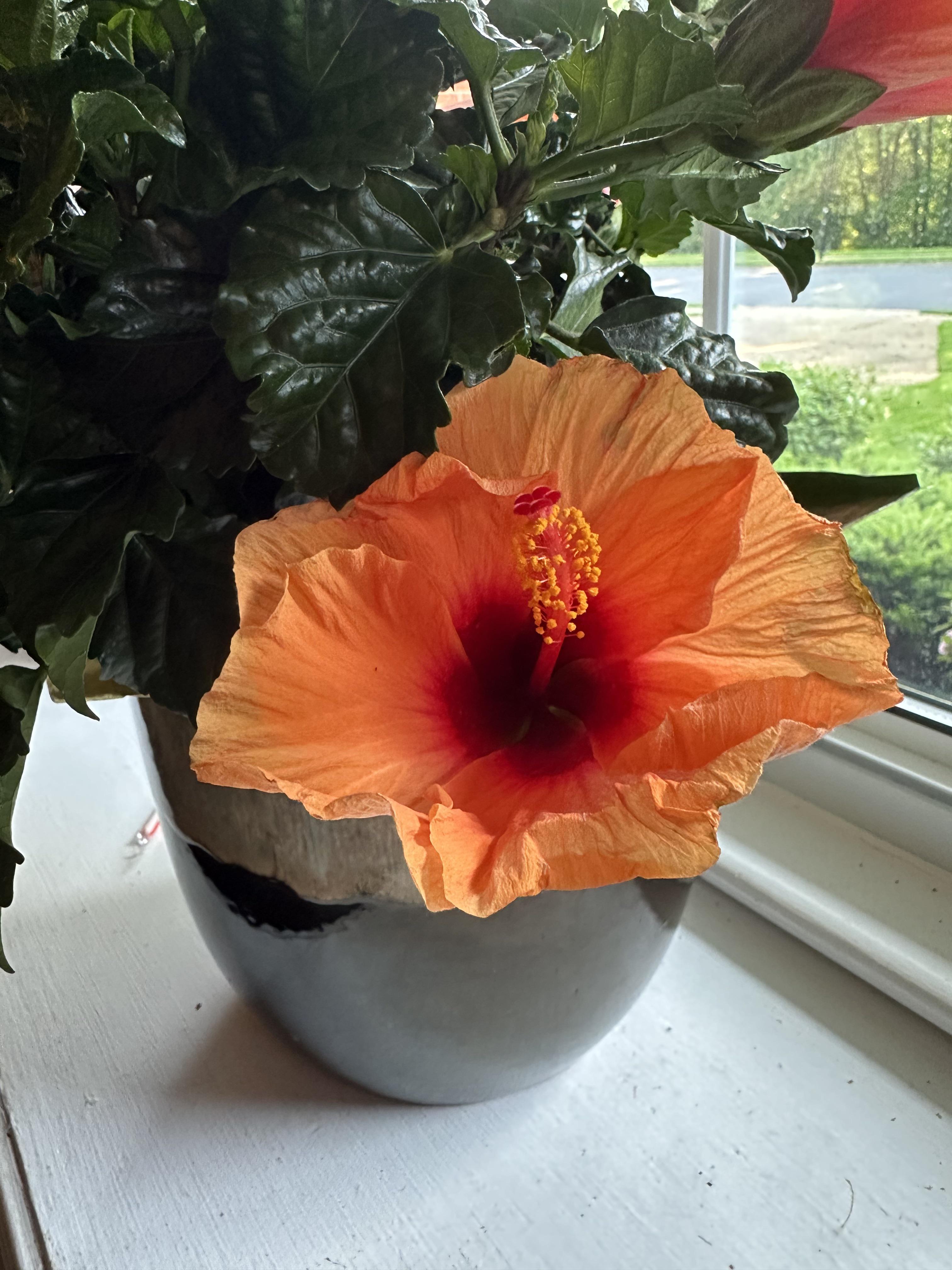Why do people say individual hibiscus blooms only last for a day? (This