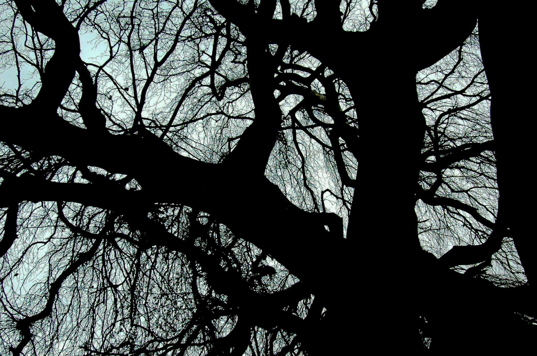 Editing trees turned into this. Damn this is cool. r/oddlysatisfying