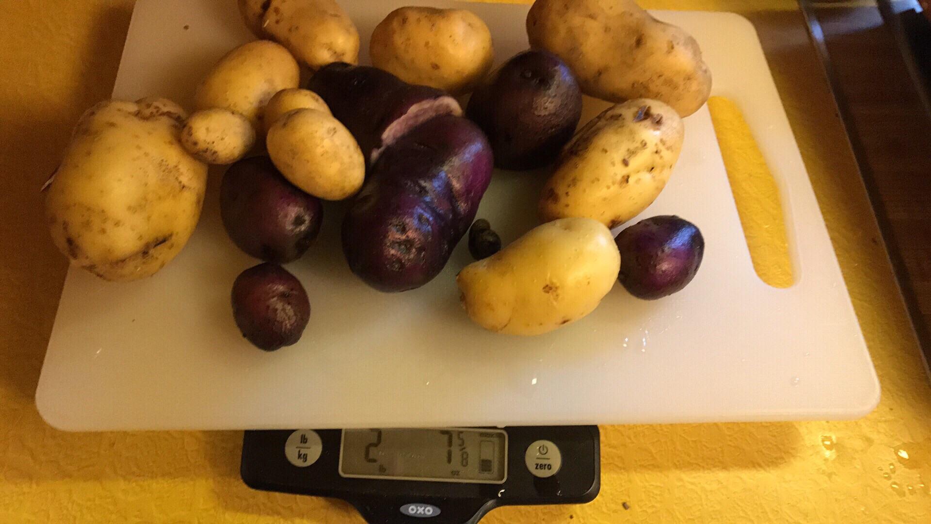 Harvested my potatoes today, to save the rest of my garden from
