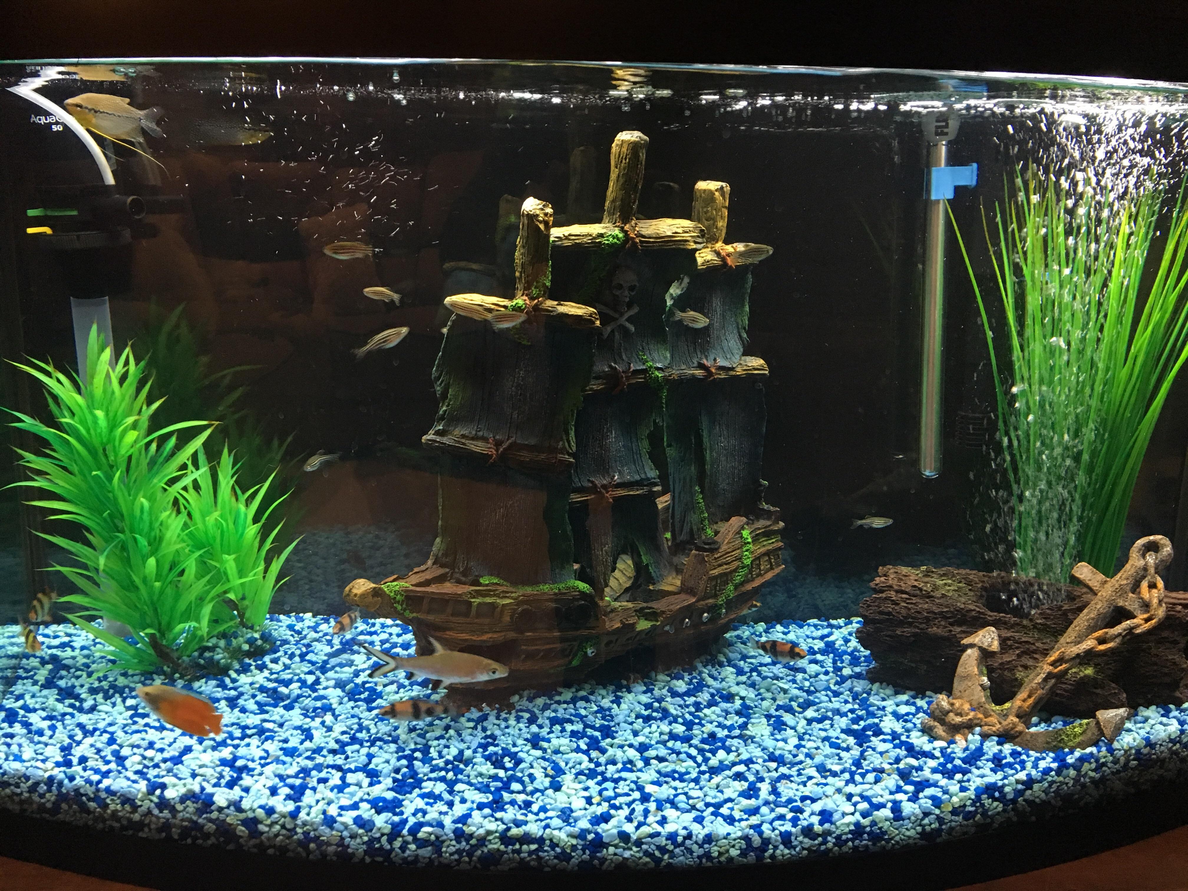 I never knew I could keep water this clear. r/Aquariums