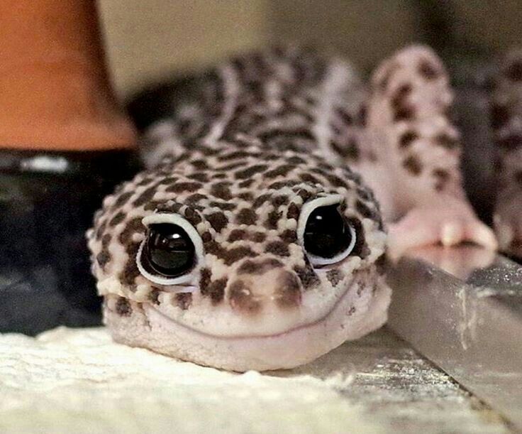 Smiling leopard gecko ,animals don't need fur to be cute. r/aww