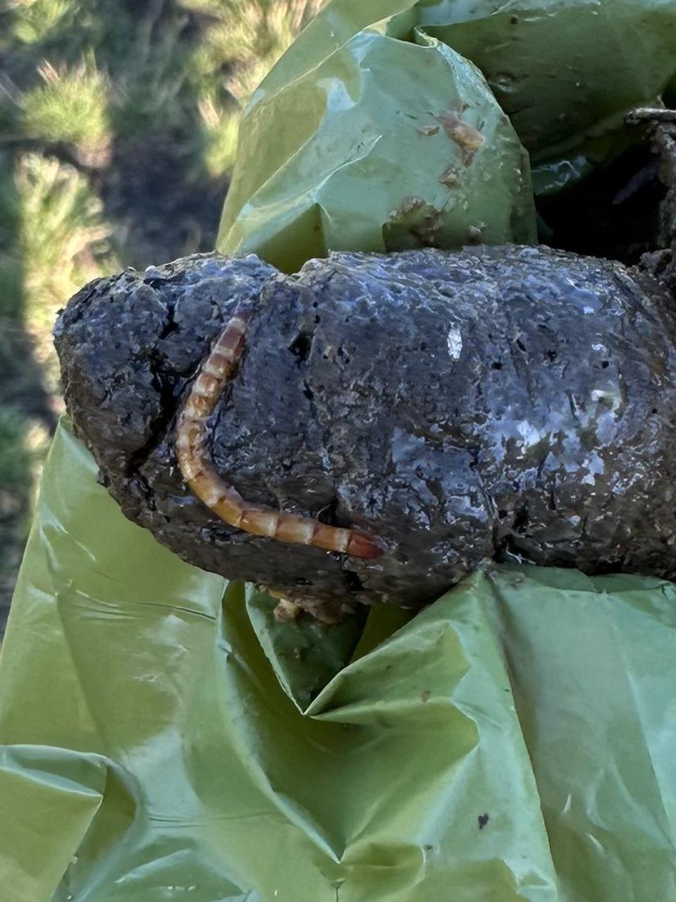 Worm in dog poop what type and how urgent is treatment? r/vet