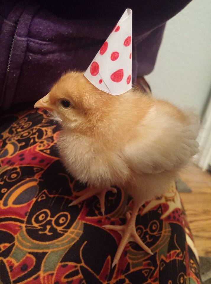 I made my chicken a party hat for my birthday r/aww