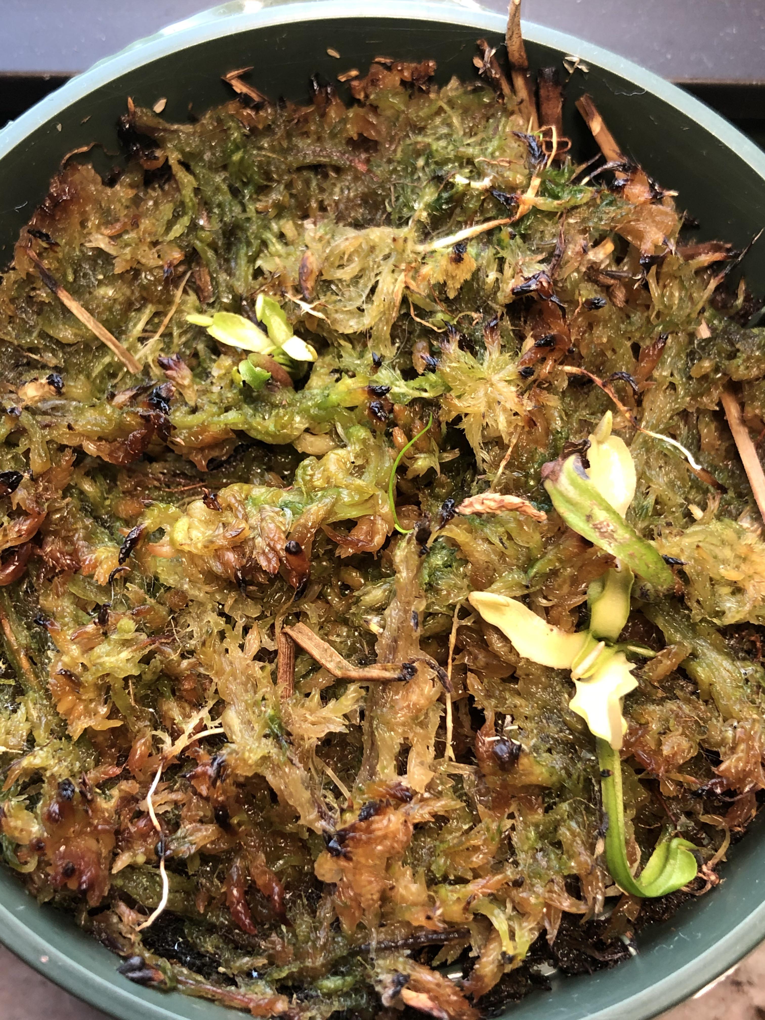 Lowe’s plant kit, more in comments r/SavageGarden