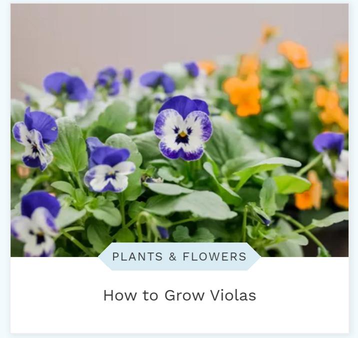 Violas grow on trees r/lingling40hrs