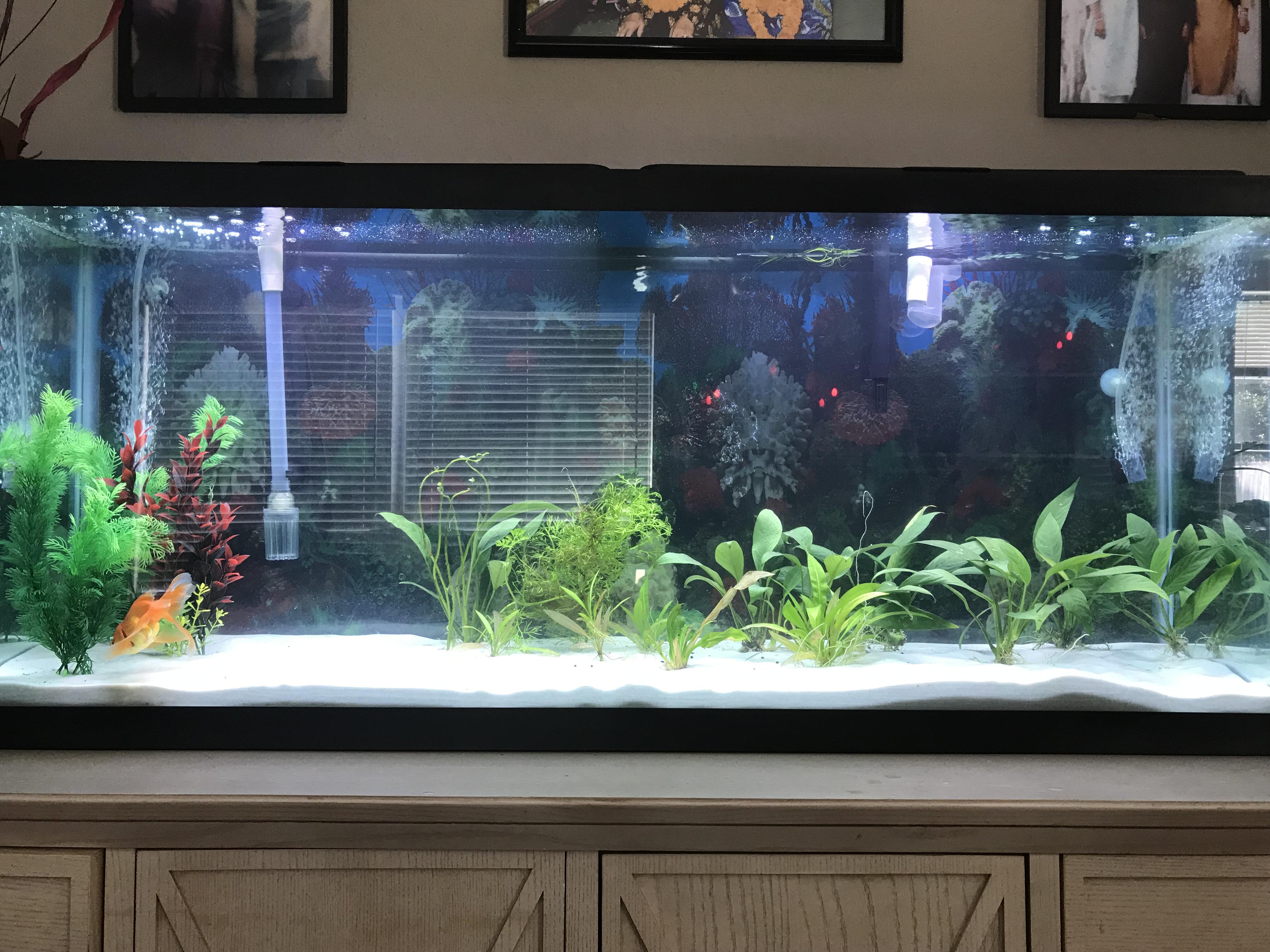 Goldfish tank officially stocked! Any thoughts? r/Goldfish