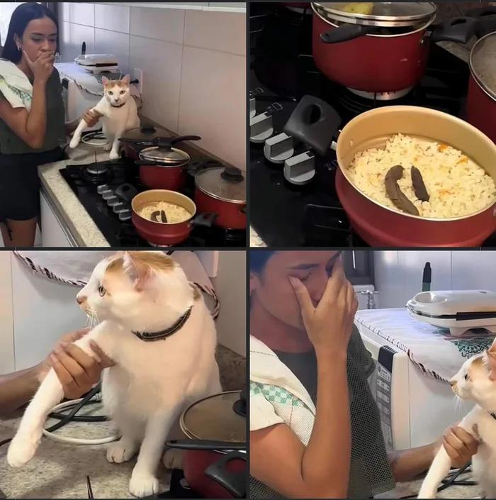 cat food special r/cat