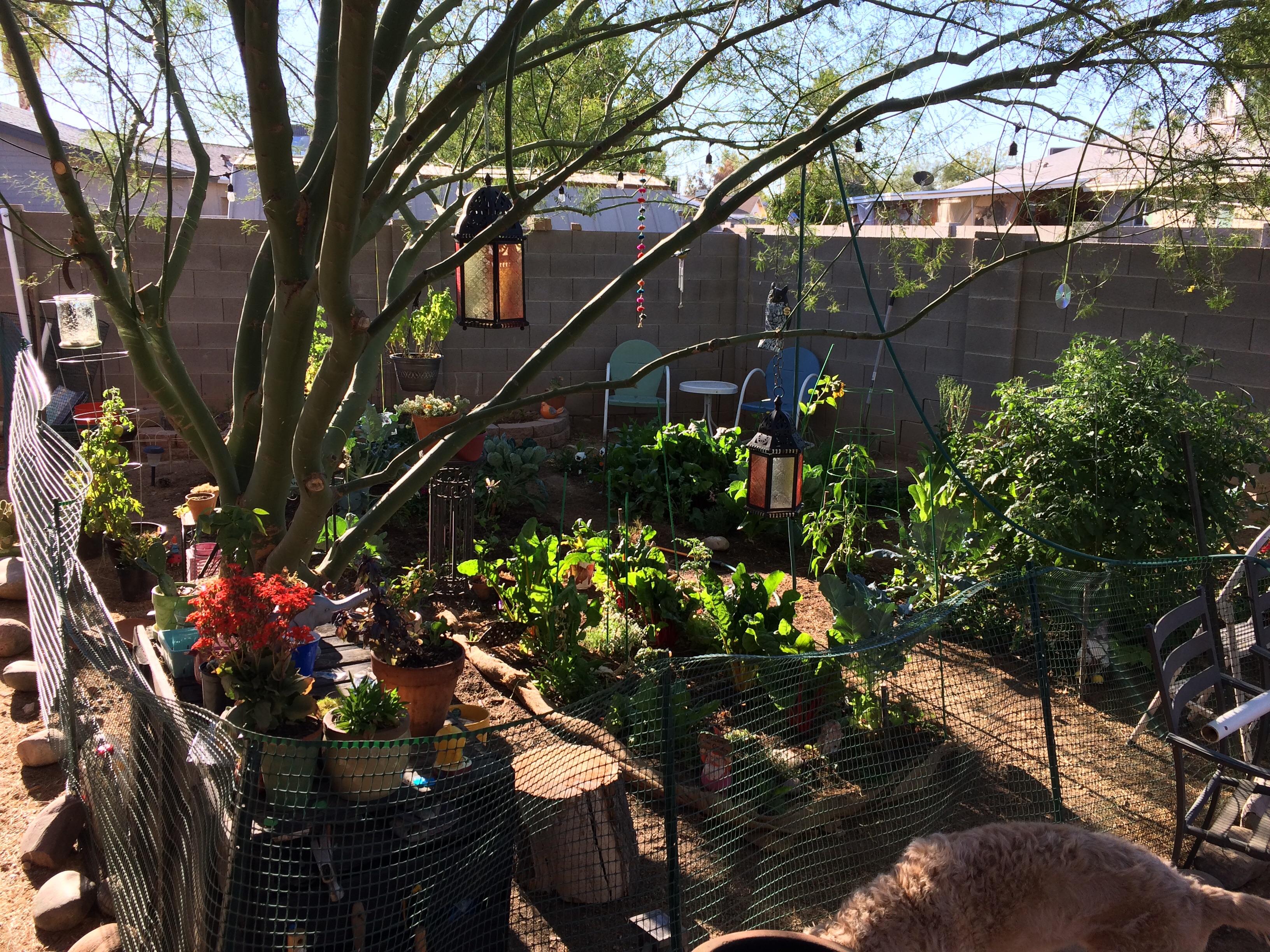 Happy Friday from an Arizona "Winter Garden" Fall 2017 plants going