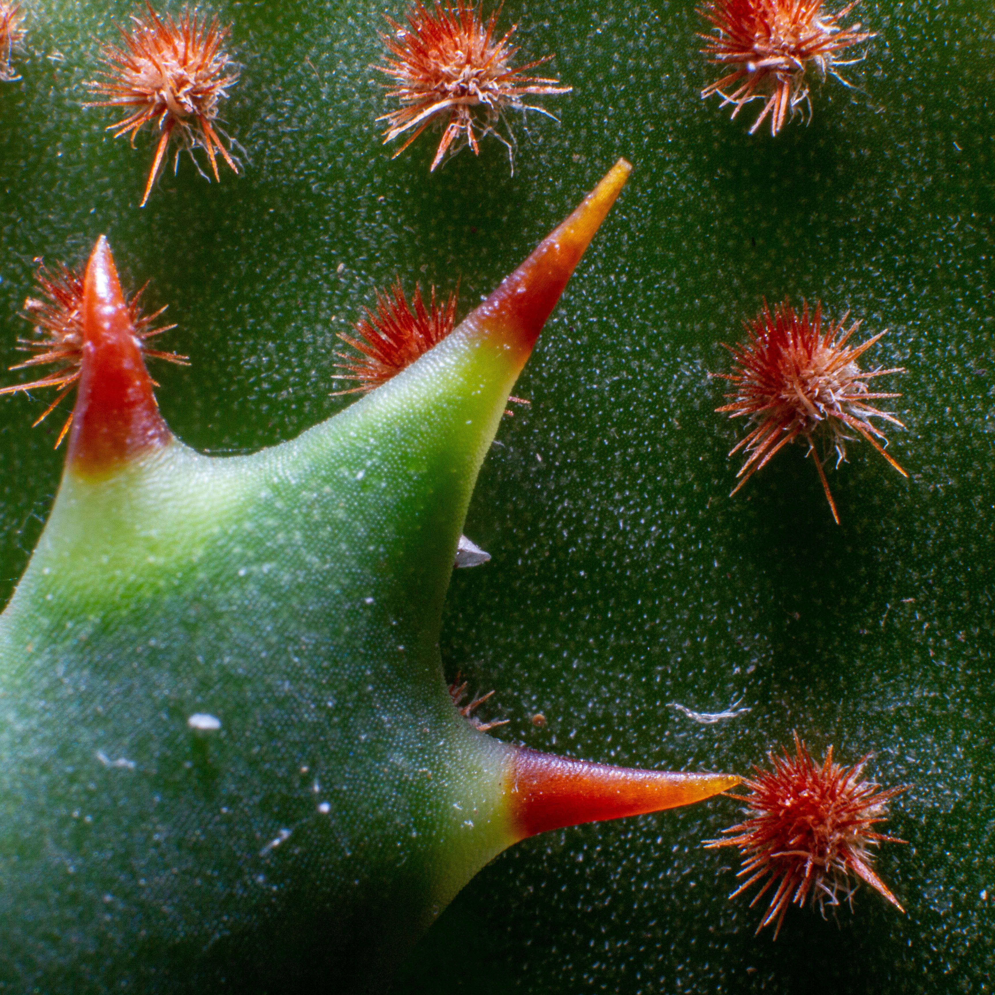 Spines from an opuntia mocrodasys cactus with alloe spines infront. r