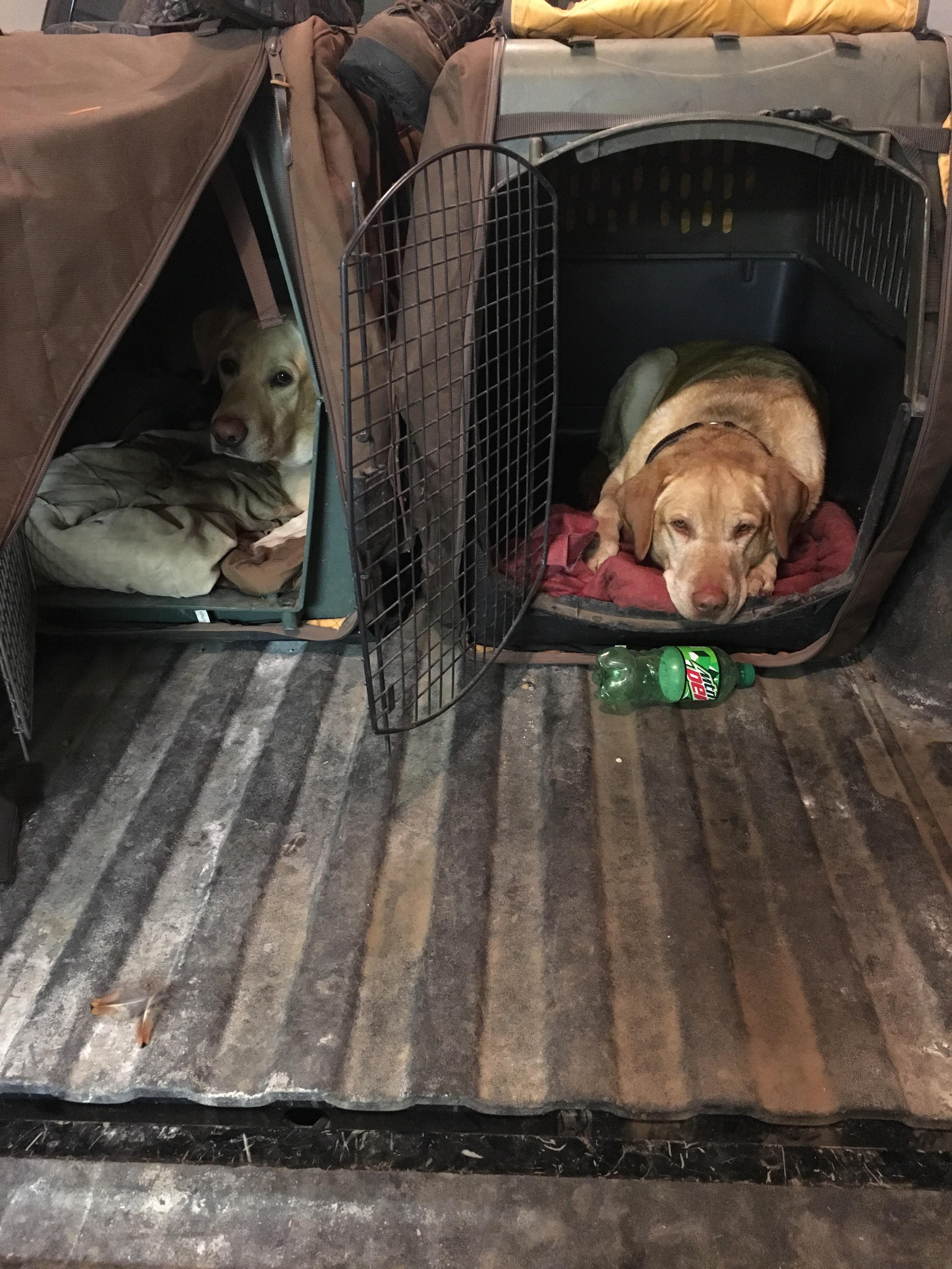 Three long days in South Dakota and neither dog will get out of their