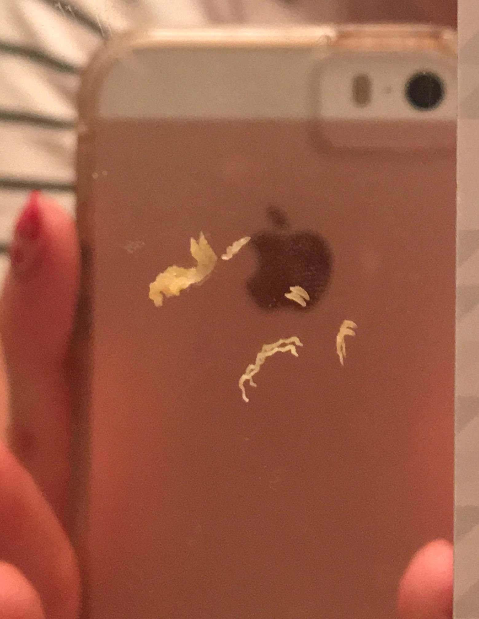 Last nights blackhead harvest. Had a huge one under my nose for months