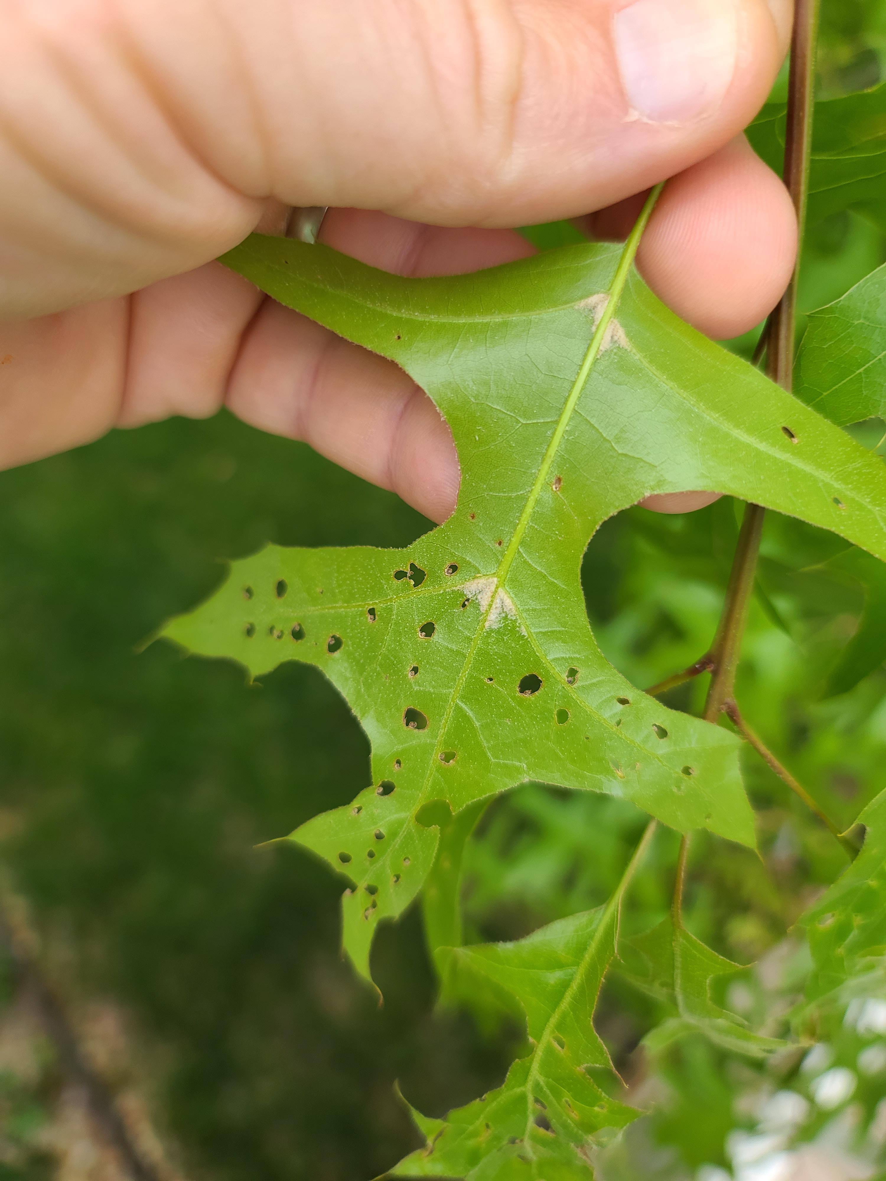 Need help identifying this and treating my pin oak r/arborists
