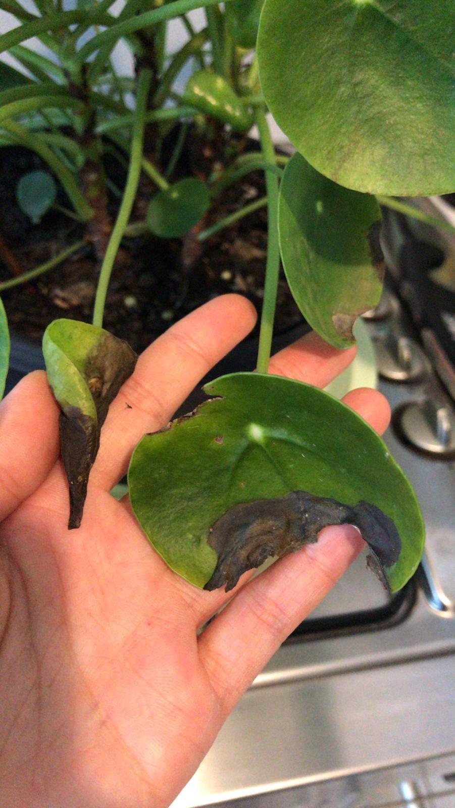 Any ideas what causes my pilea leaves to turn black and eventually drop