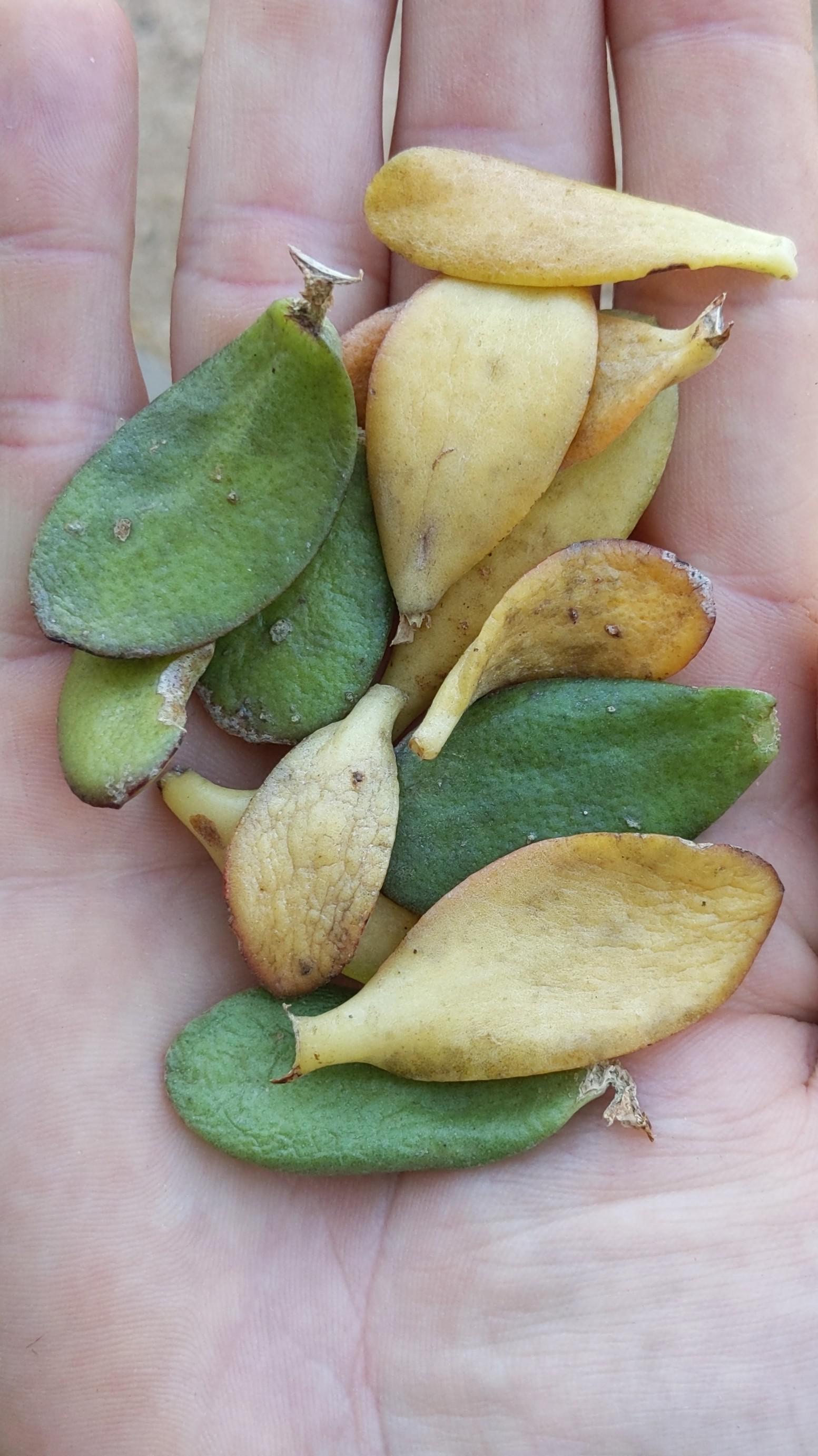 Sunburn? Is my jade plant getting too much sun? r/succulents