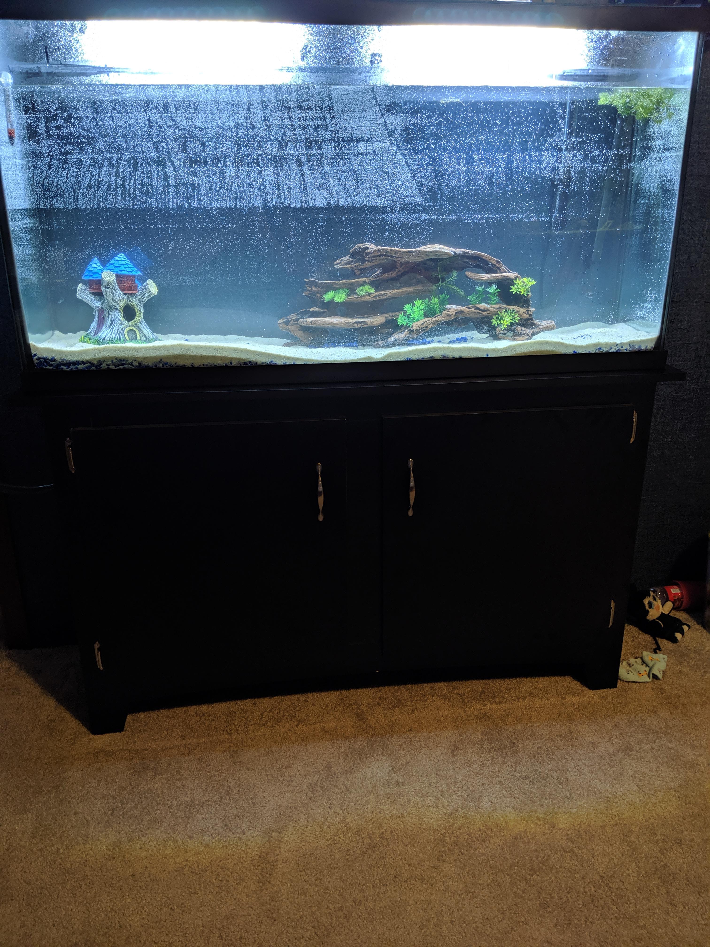 Stocking ideas for a 60 gallon r/Aquariums