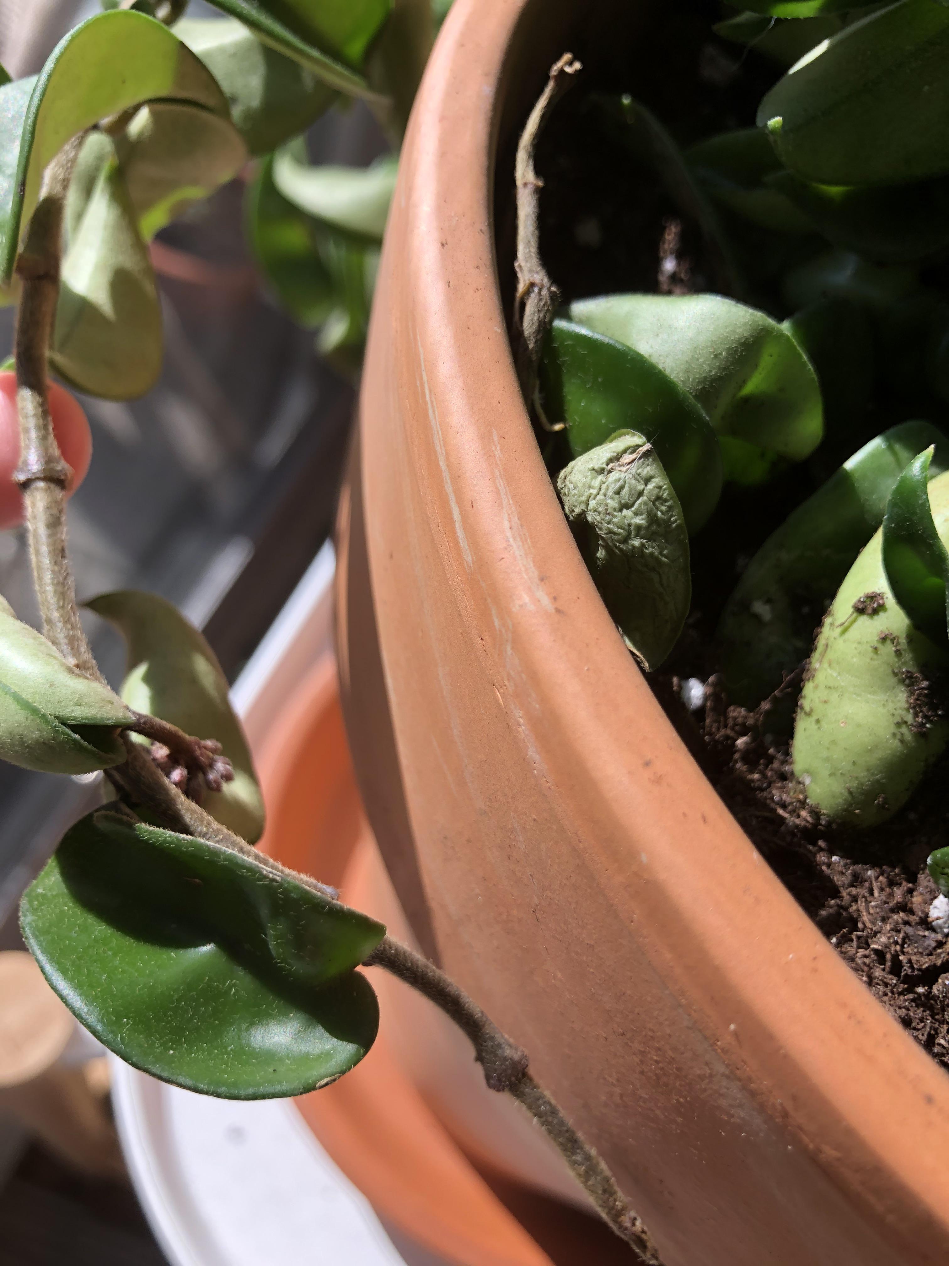 Peduncle alert on my compacta hindu rope!! First flowering r/hoyas