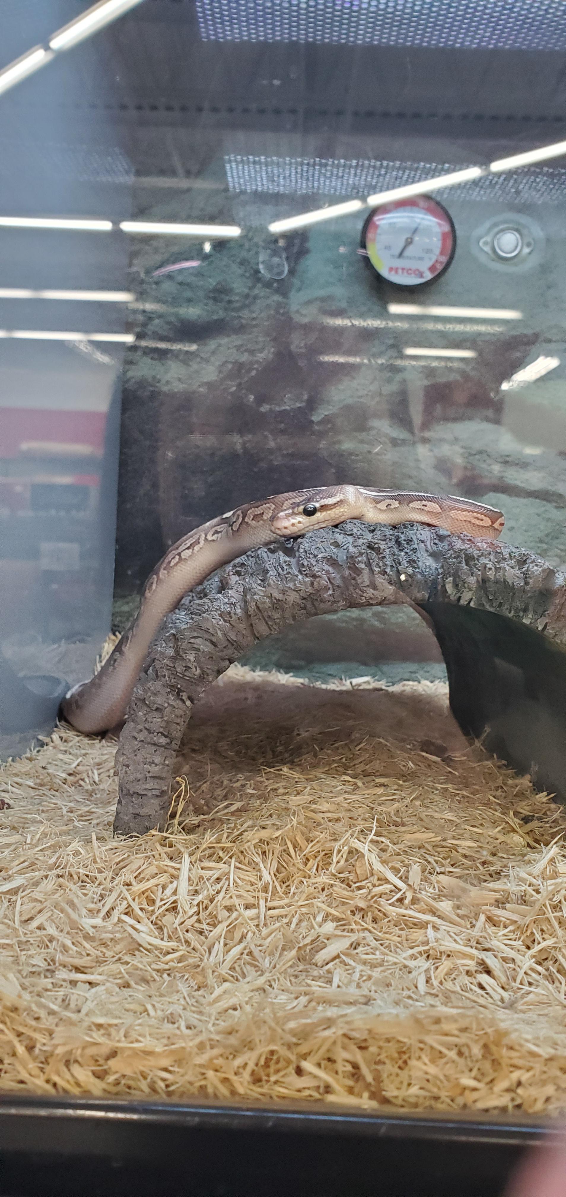 I saw this little boop noodle at the pet store near me and I'm curious
