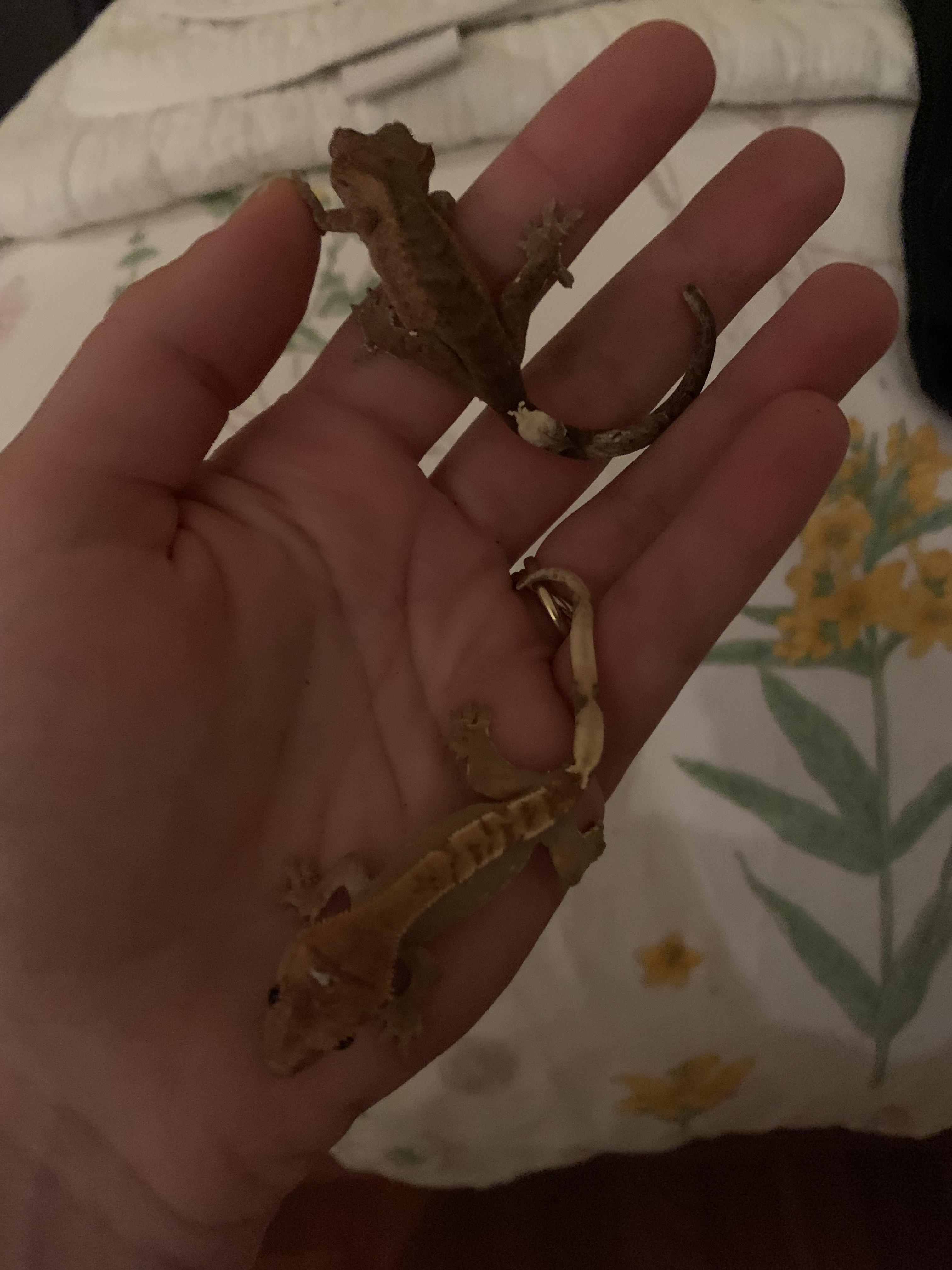 went to the pet store to buy worms for my leopard gecko & walked out